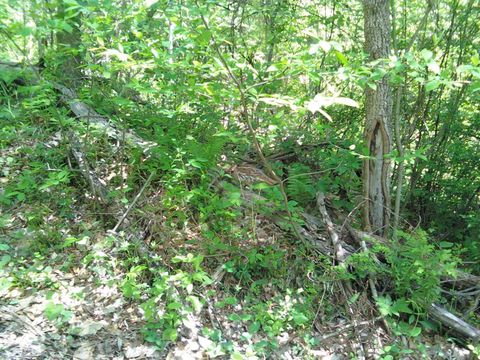 Vacant Land For Sale - County Road 12<br/> Perry County, Corning, OH 43730