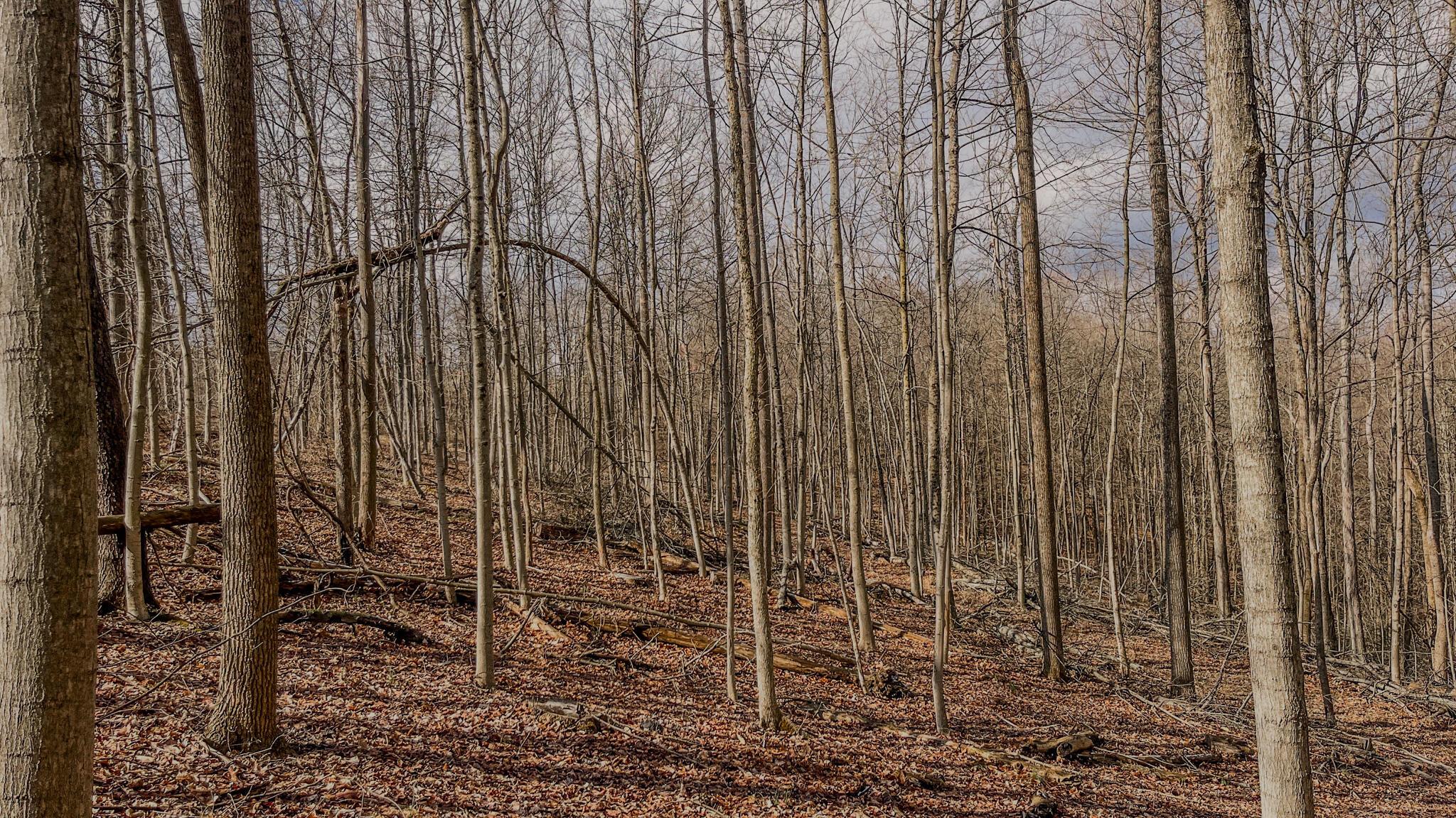 Township Rd 41 #A, Warsaw, Ohio image 7