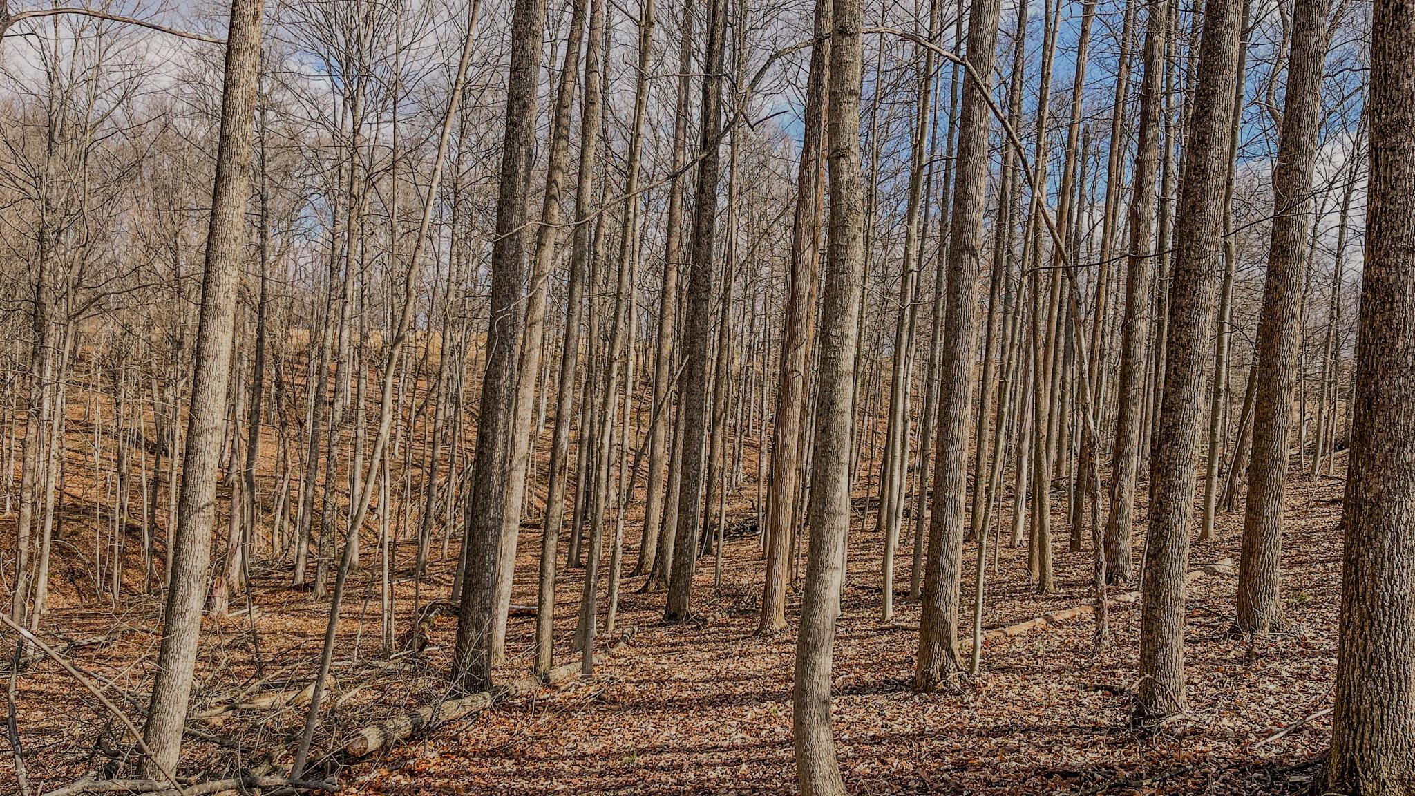 Township Rd 41 #A, Warsaw, Ohio image 8