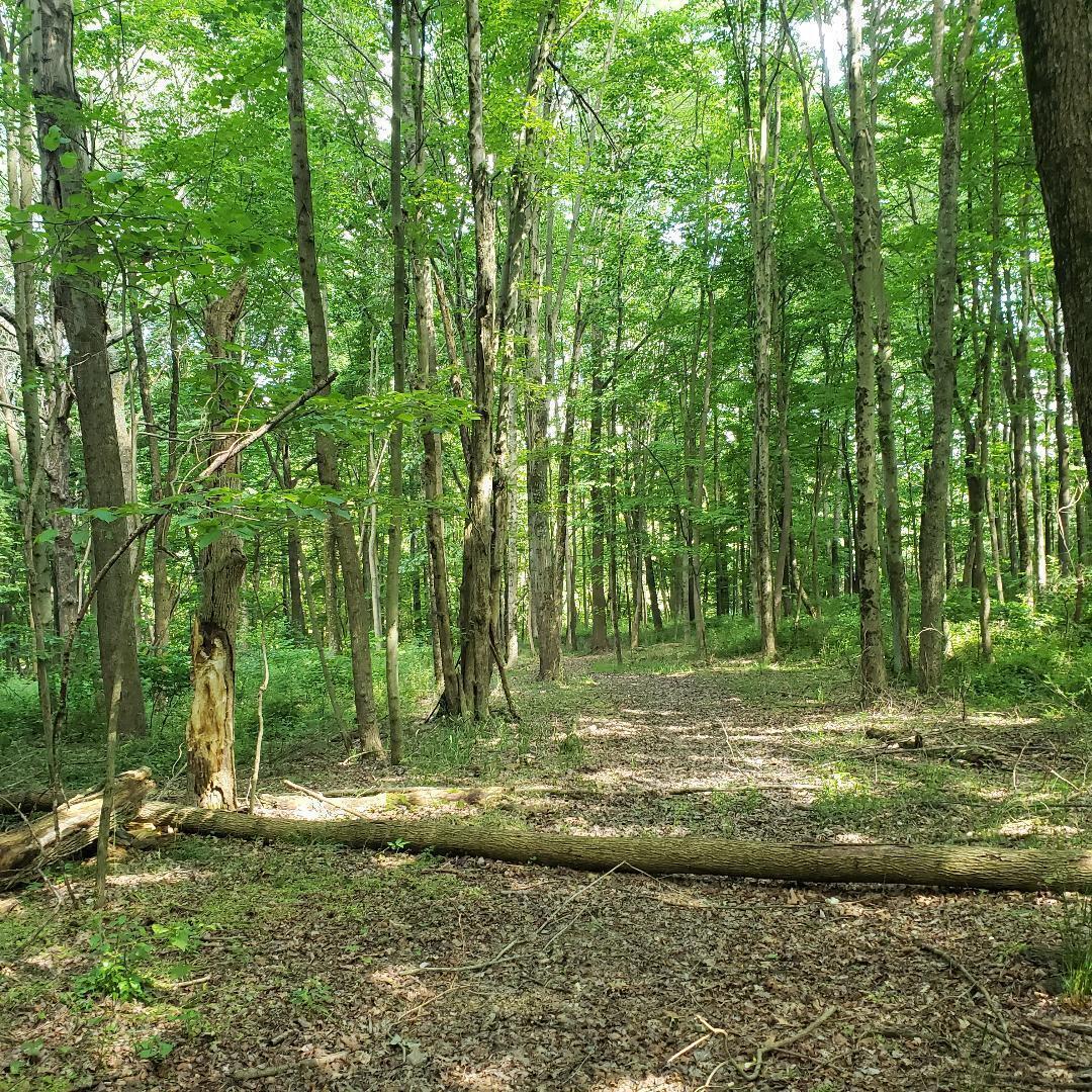 9077 Mulberry Road, Mount Perry, Ohio image 13