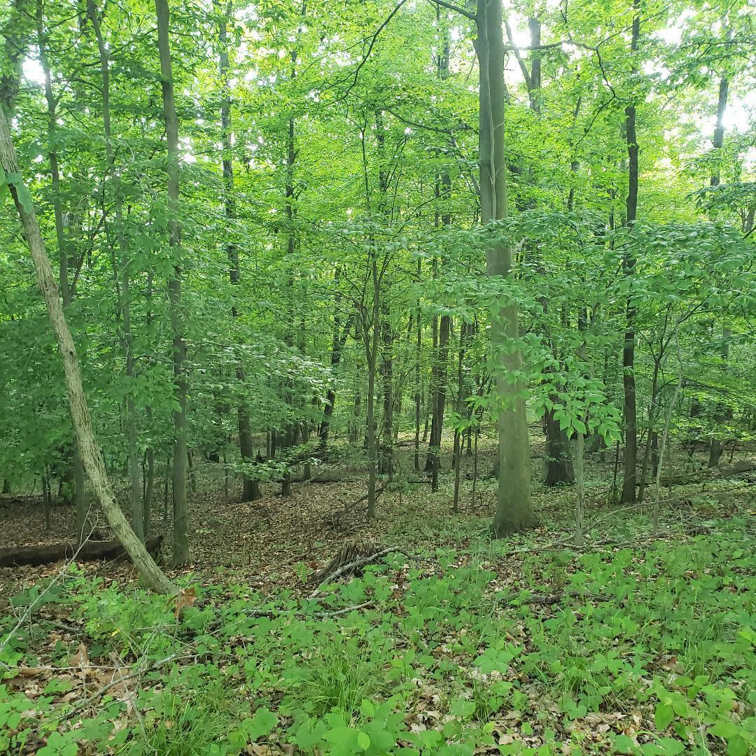 9077 Mulberry Road, Mount Perry, Ohio image 8