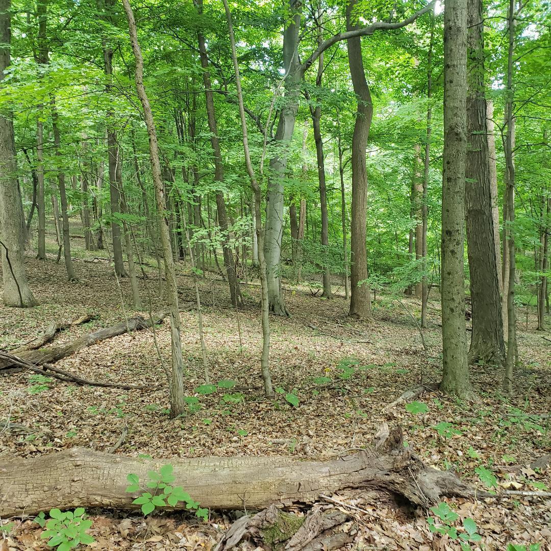 9077 Mulberry Road, Mount Perry, Ohio image 4