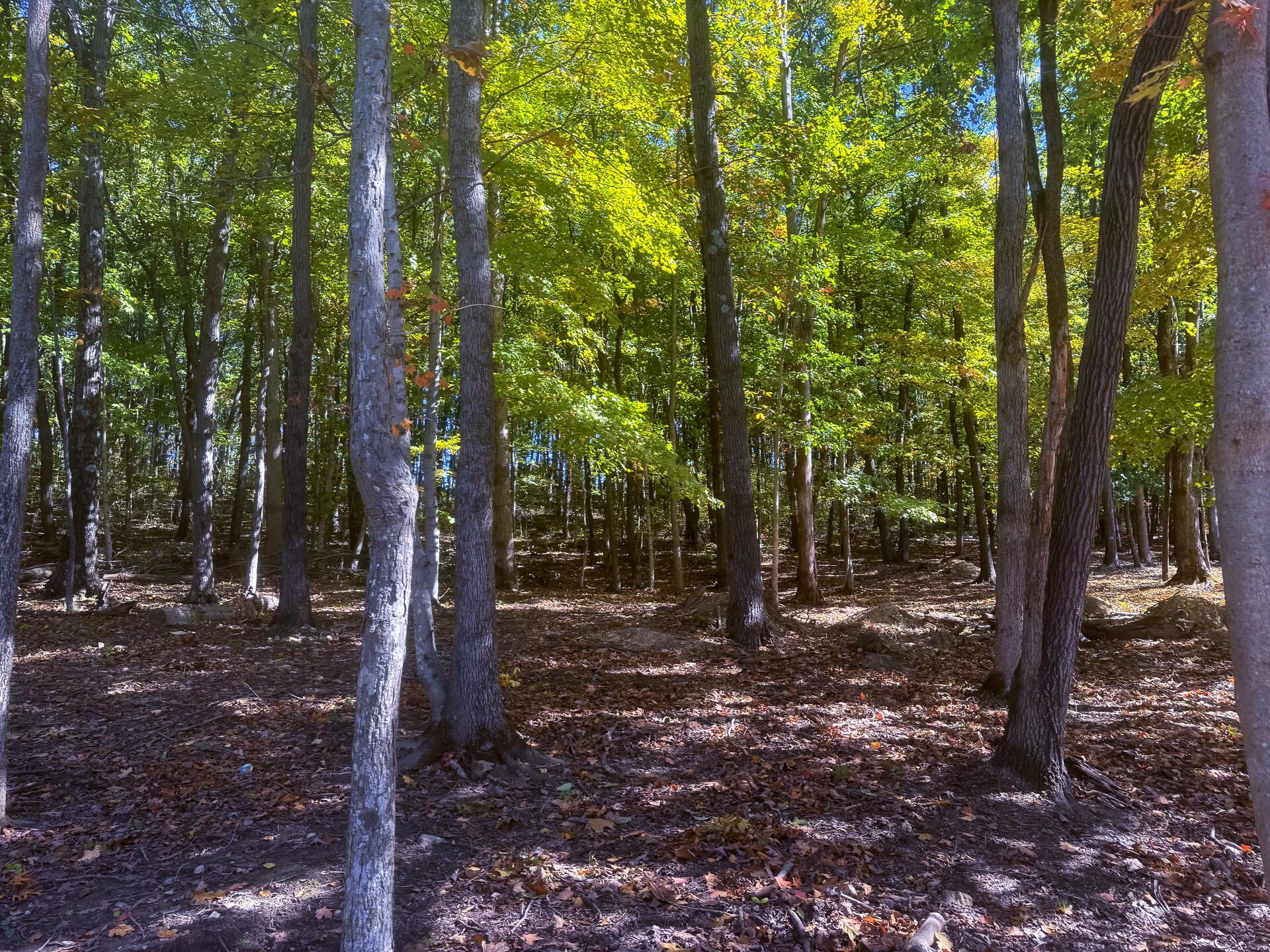Easterday Road #TRACT 6 AT EASTERDAY WOO, Chillicothe, Ohio image 6