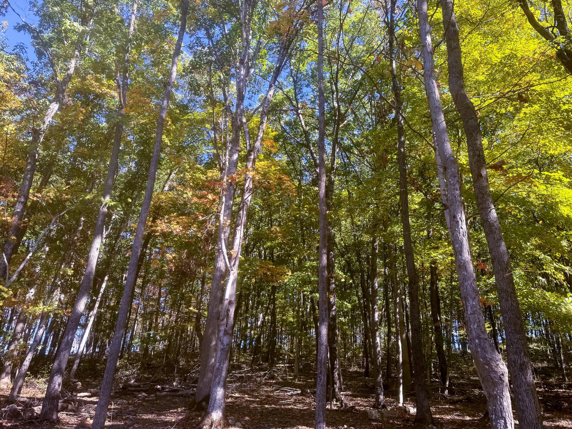Easterday Road #TRACT 6 AT EASTERDAY WOO, Chillicothe, Ohio image 4