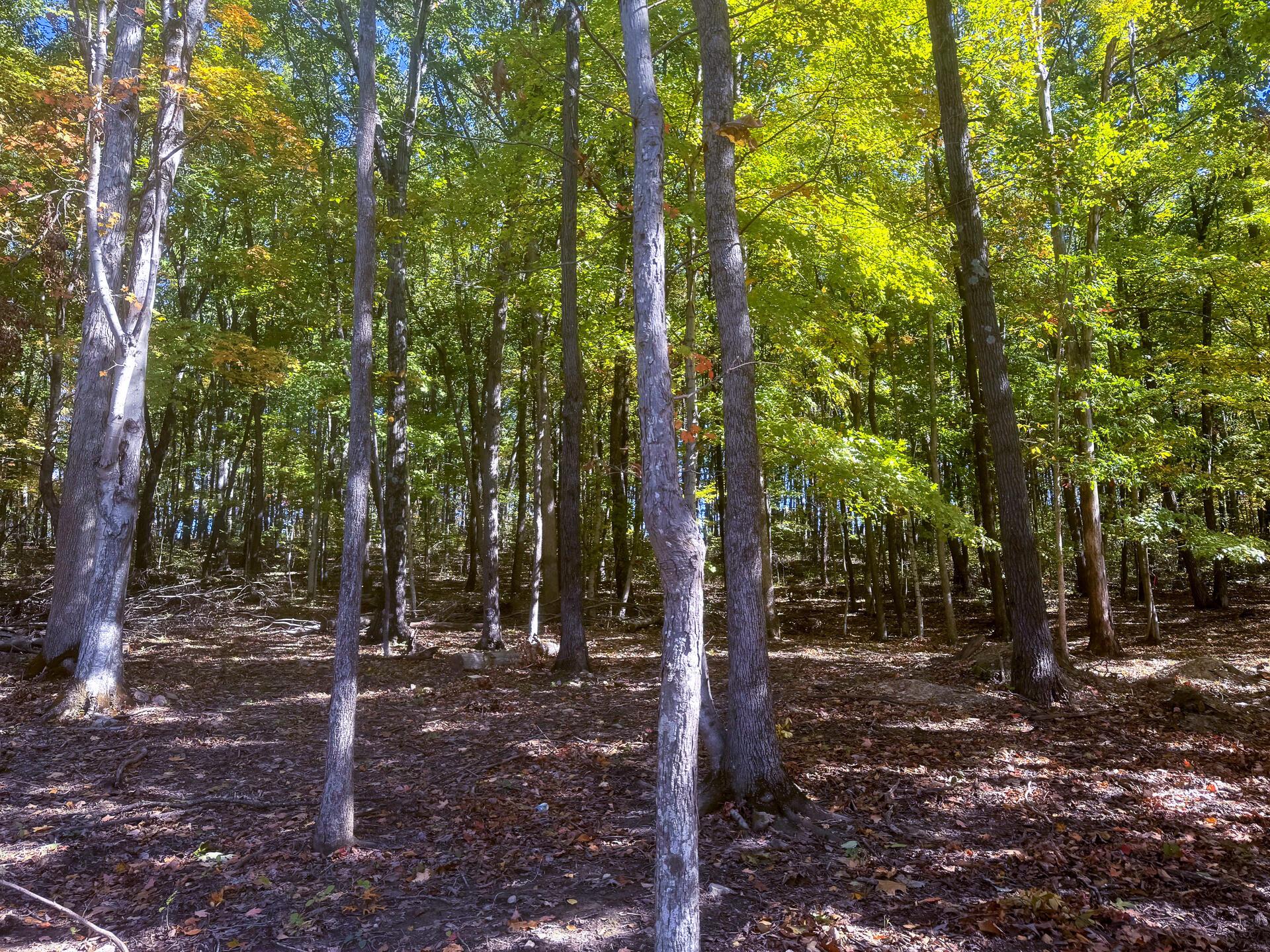 Easterday Road #TRACT 6 AT EASTERDAY WOO, Chillicothe, Ohio image 5