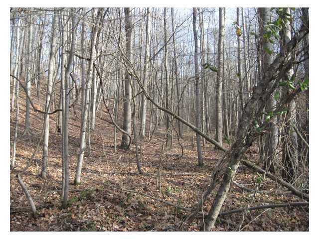 Photo 10 of 13 of 0 Scott School Road land