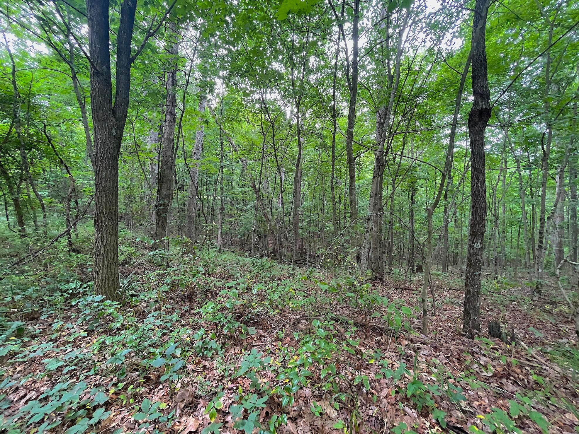 755 Collier Road, South Webster, Ohio image 31
