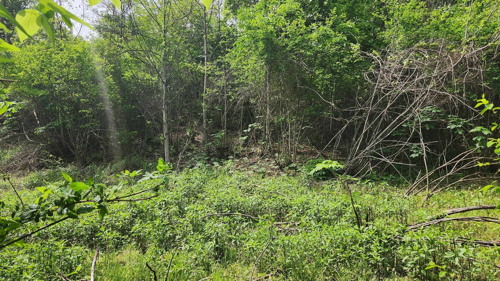 Sr 684 Road #TRACT 5 ALBANY WOODS, Albany, Ohio image 25
