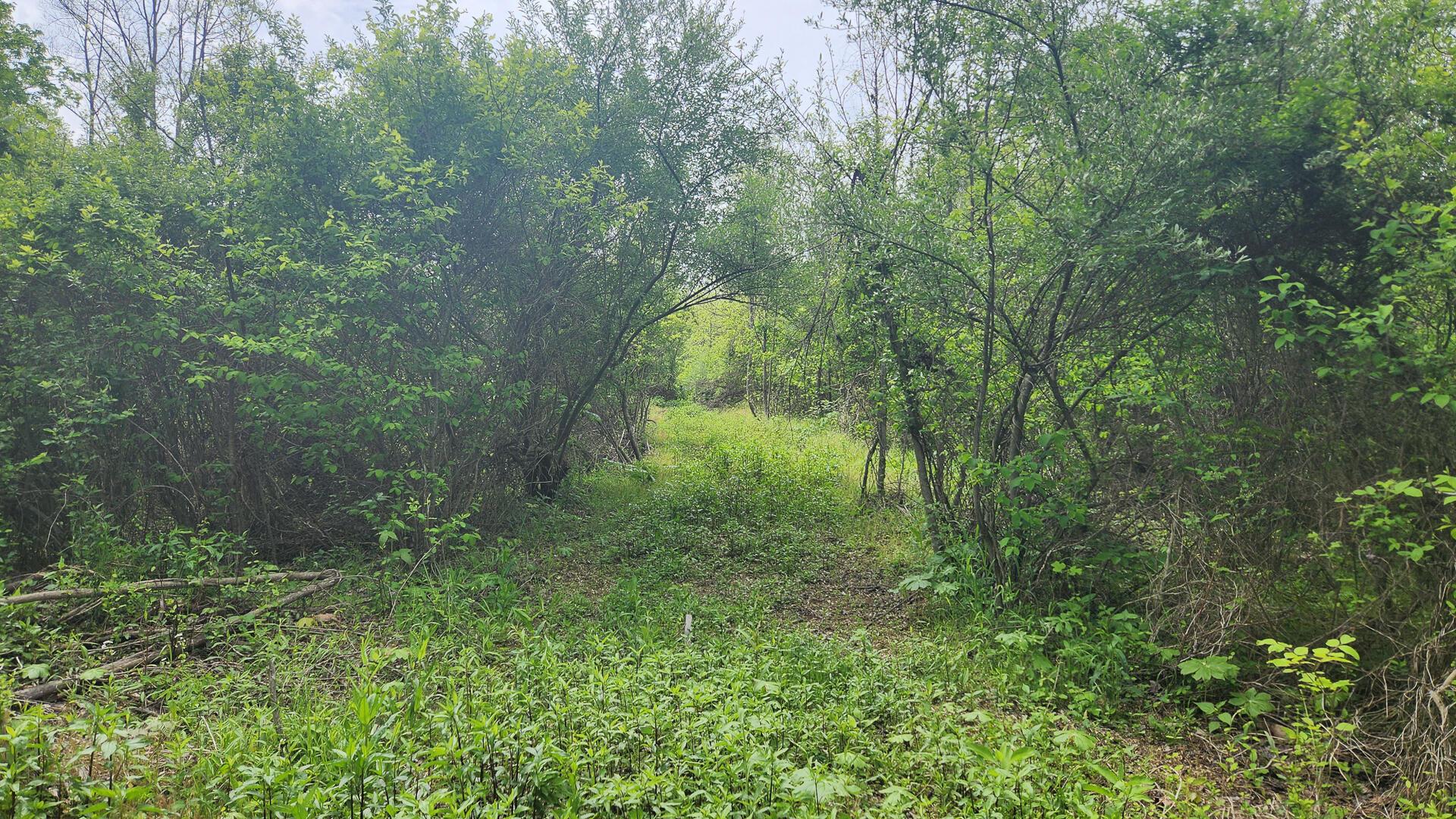 Sr 684 Road #TRACT 5 ALBANY WOODS, Albany, Ohio image 38