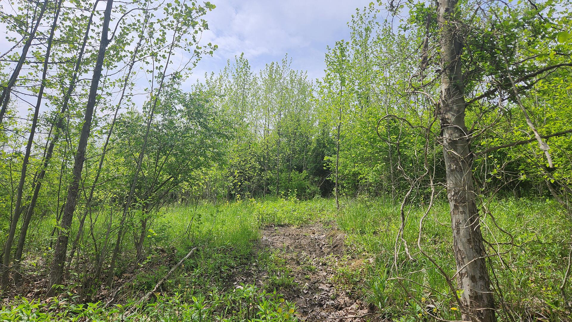 Sr 684 Road #TRACT 5 ALBANY WOODS, Albany, Ohio image 27