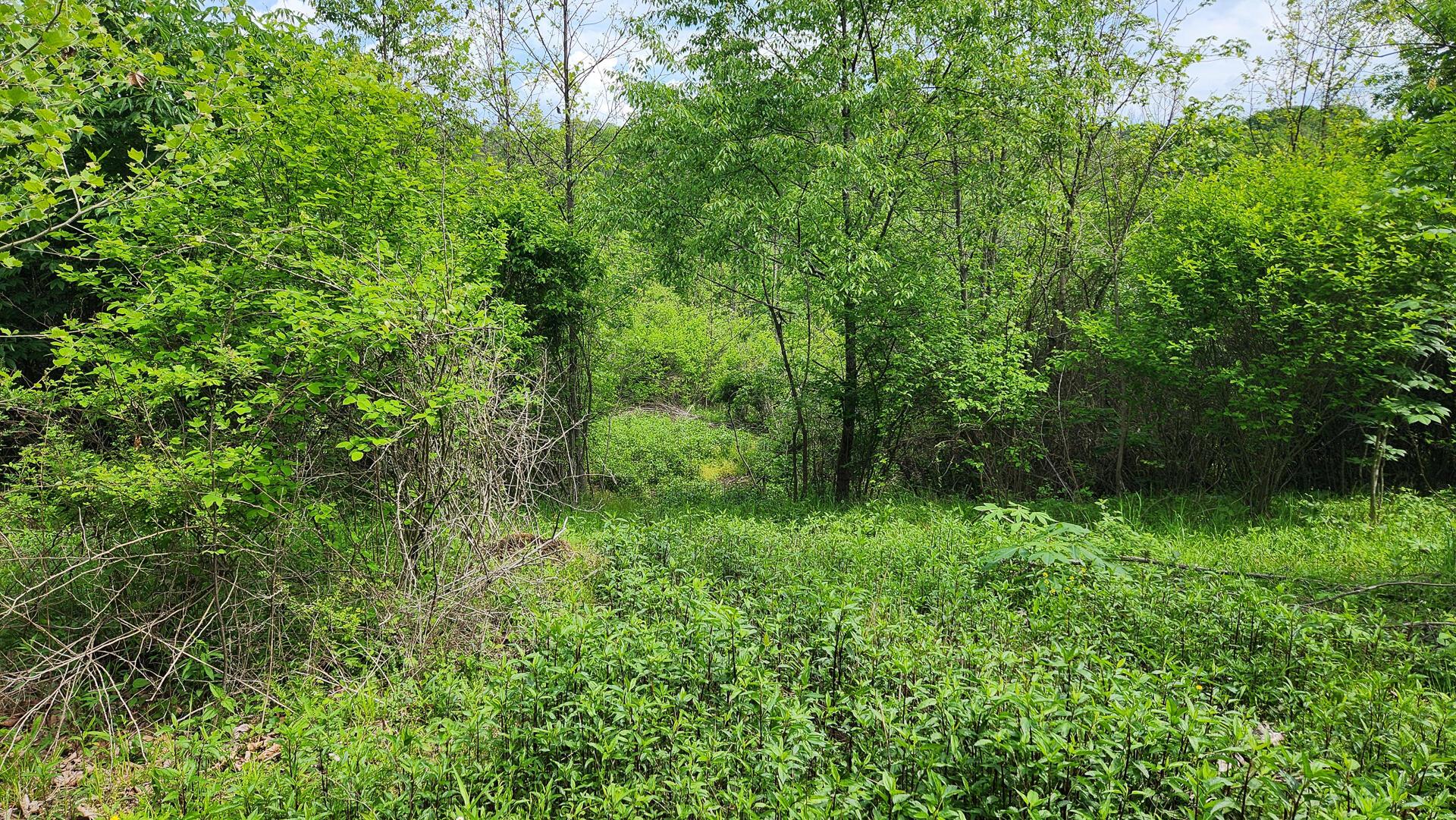 Sr 684 Road #TRACT 5 ALBANY WOODS, Albany, Ohio image 22