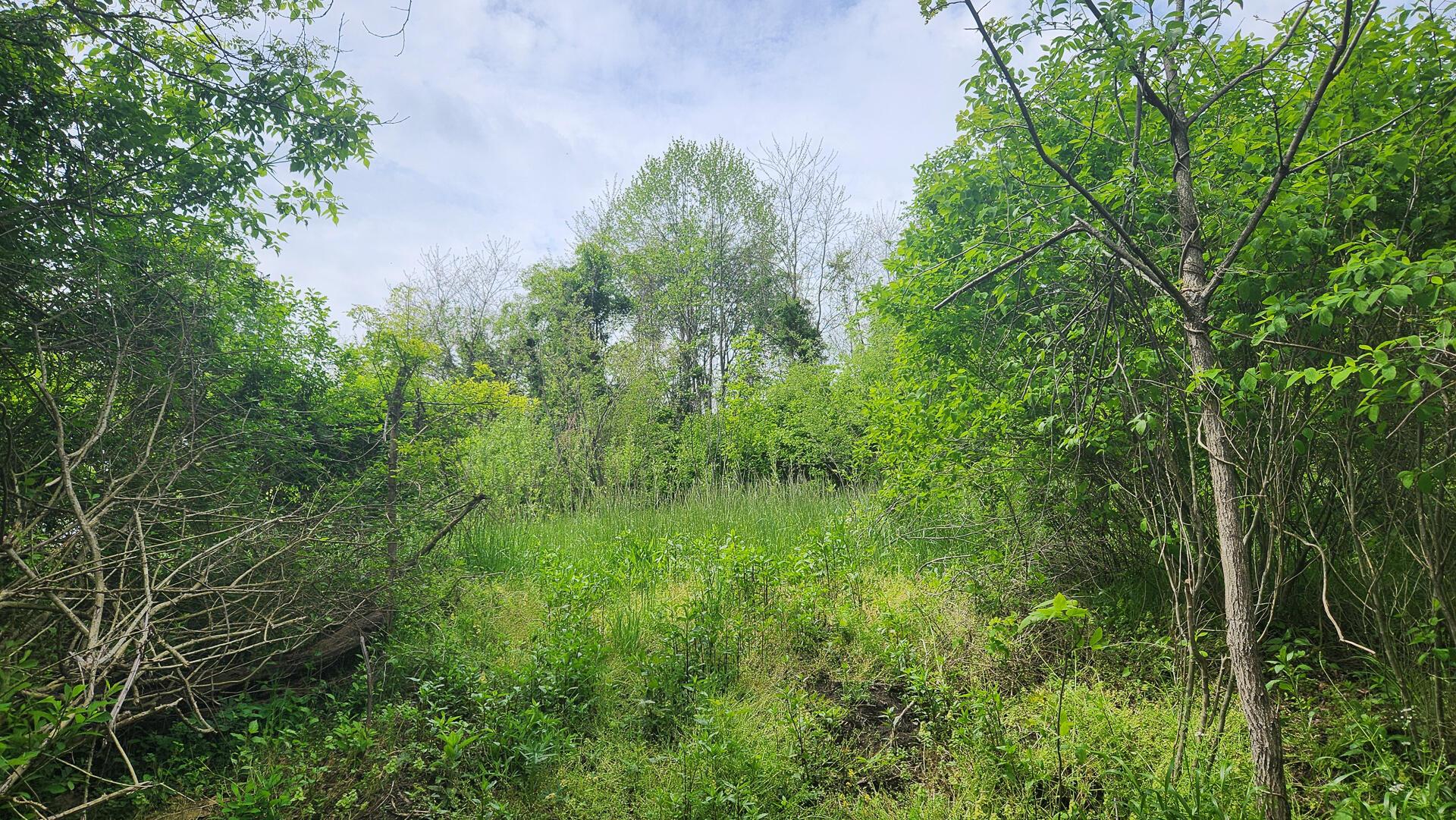 Sr 684 Road #TRACT 5 ALBANY WOODS, Albany, Ohio image 30