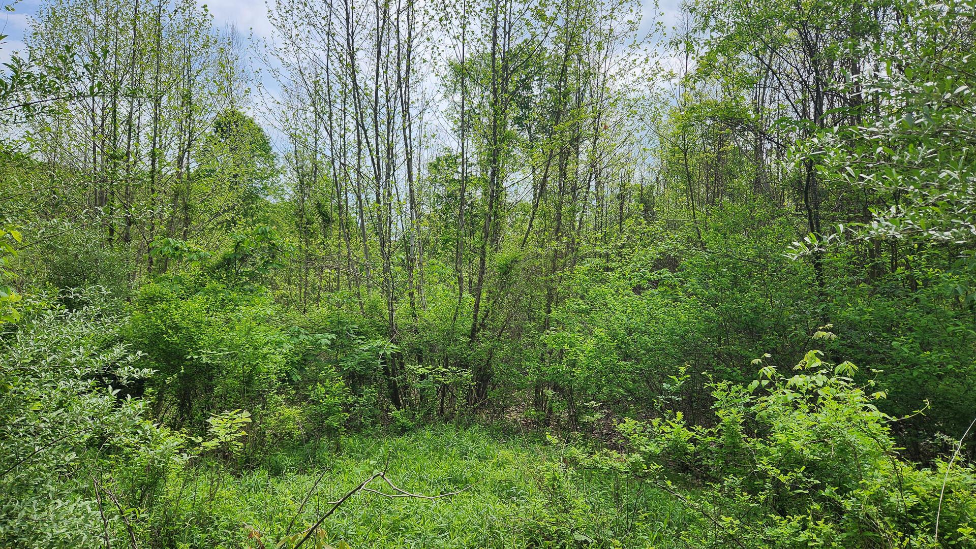 Sr 684 Road #TRACT 5 ALBANY WOODS, Albany, Ohio image 16