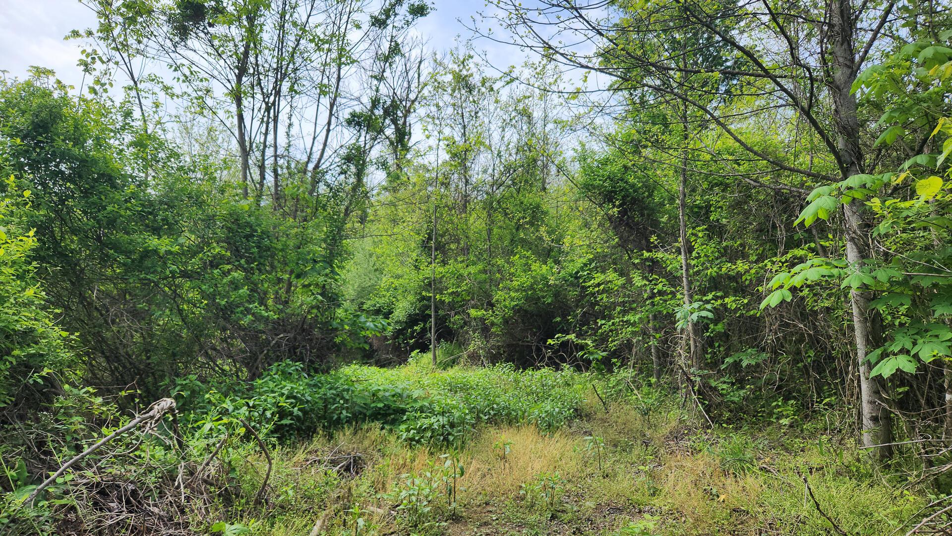 Sr 684 Road #TRACT 5 ALBANY WOODS, Albany, Ohio image 19