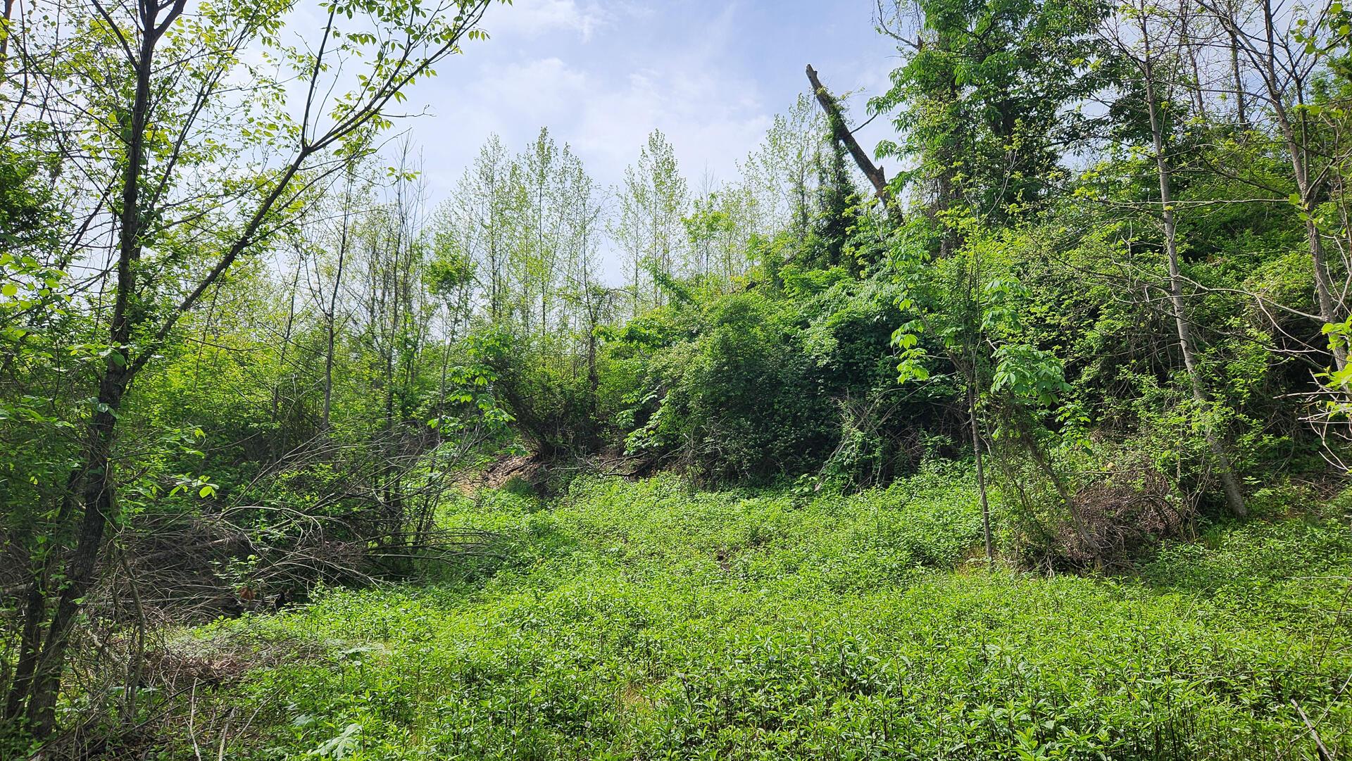 Sr 684 Road #TRACT 5 ALBANY WOODS, Albany, Ohio image 21