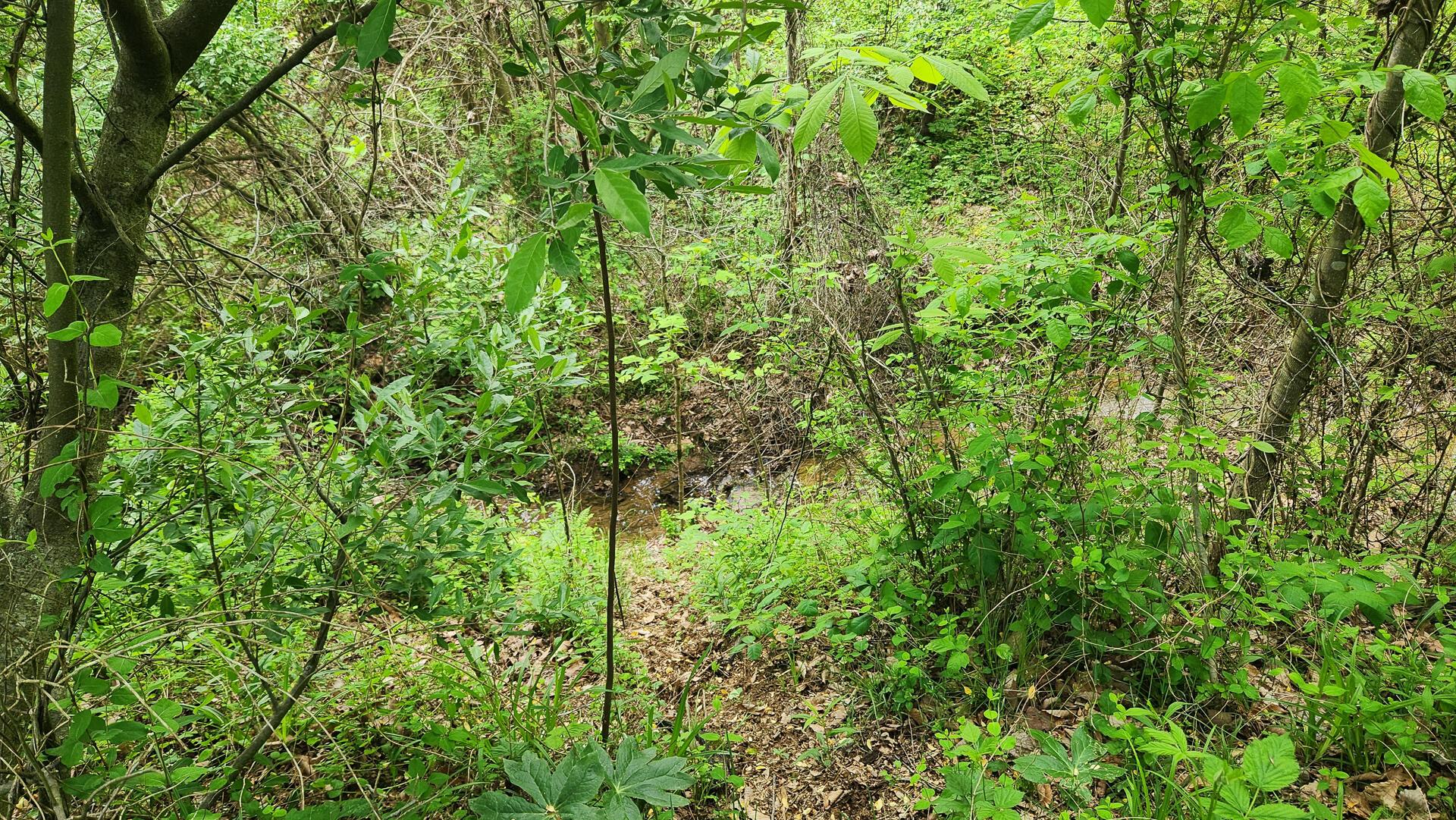 Sr 684 Road #TRACT 5 ALBANY WOODS, Albany, Ohio image 12