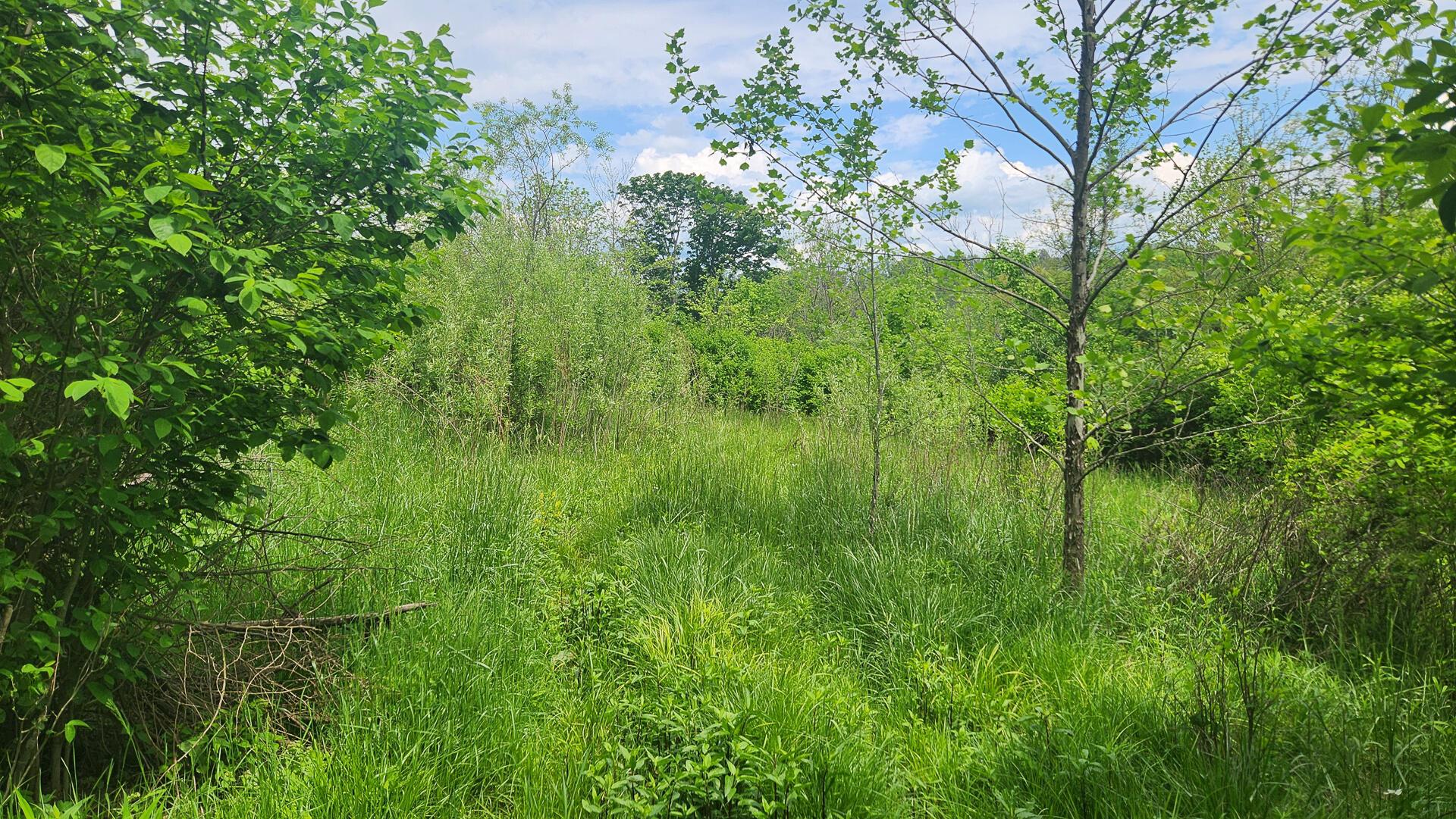 Sr 684 Road #TRACT 5 ALBANY WOODS, Albany, Ohio image 33