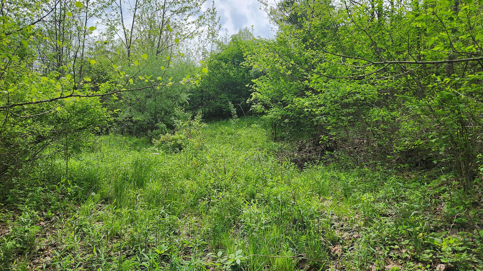 Sr 684 Road #TRACT 5 ALBANY WOODS, Albany, Ohio image 15