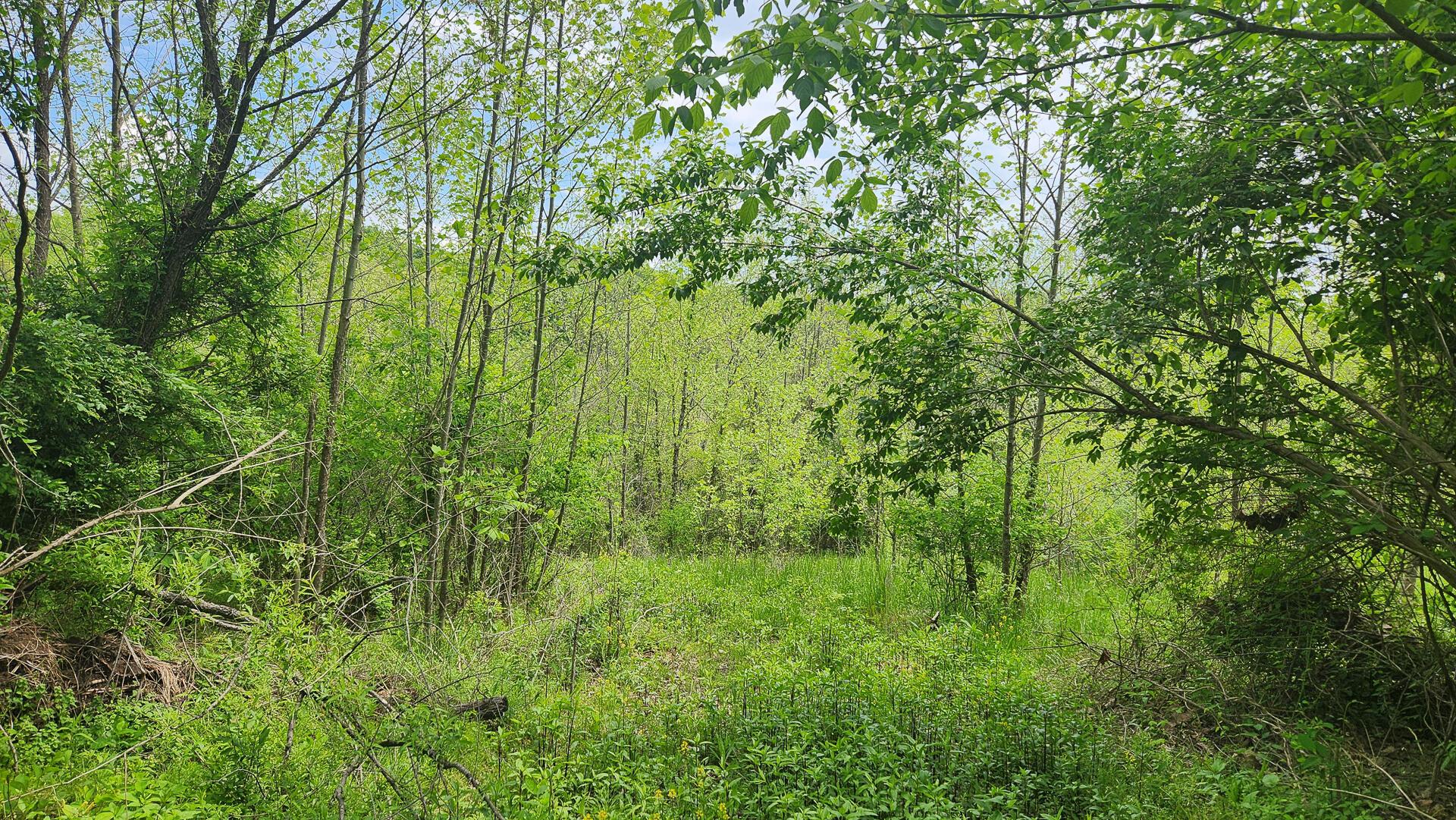 Sr 684 Road #TRACT 5 ALBANY WOODS, Albany, Ohio image 29