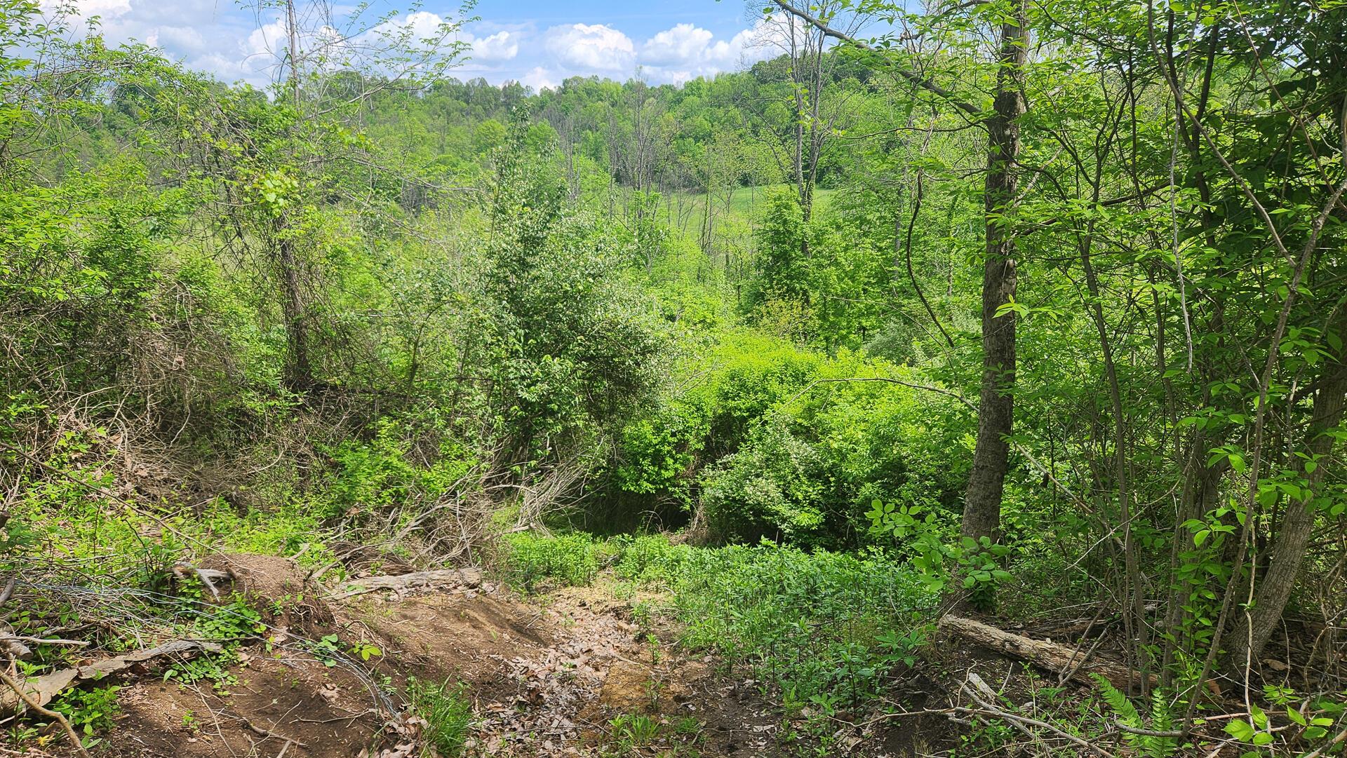 Sr 684 Road #TRACT 5 ALBANY WOODS, Albany, Ohio image 28