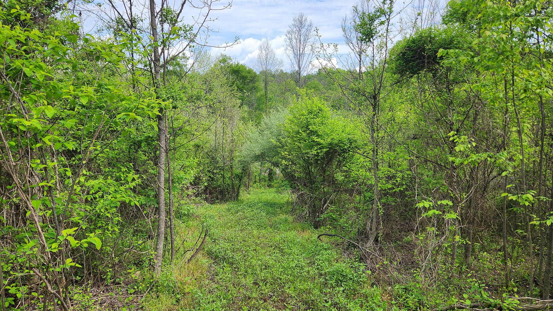 Sr 684 Road #TRACT 5 ALBANY WOODS, Albany, Ohio image 18