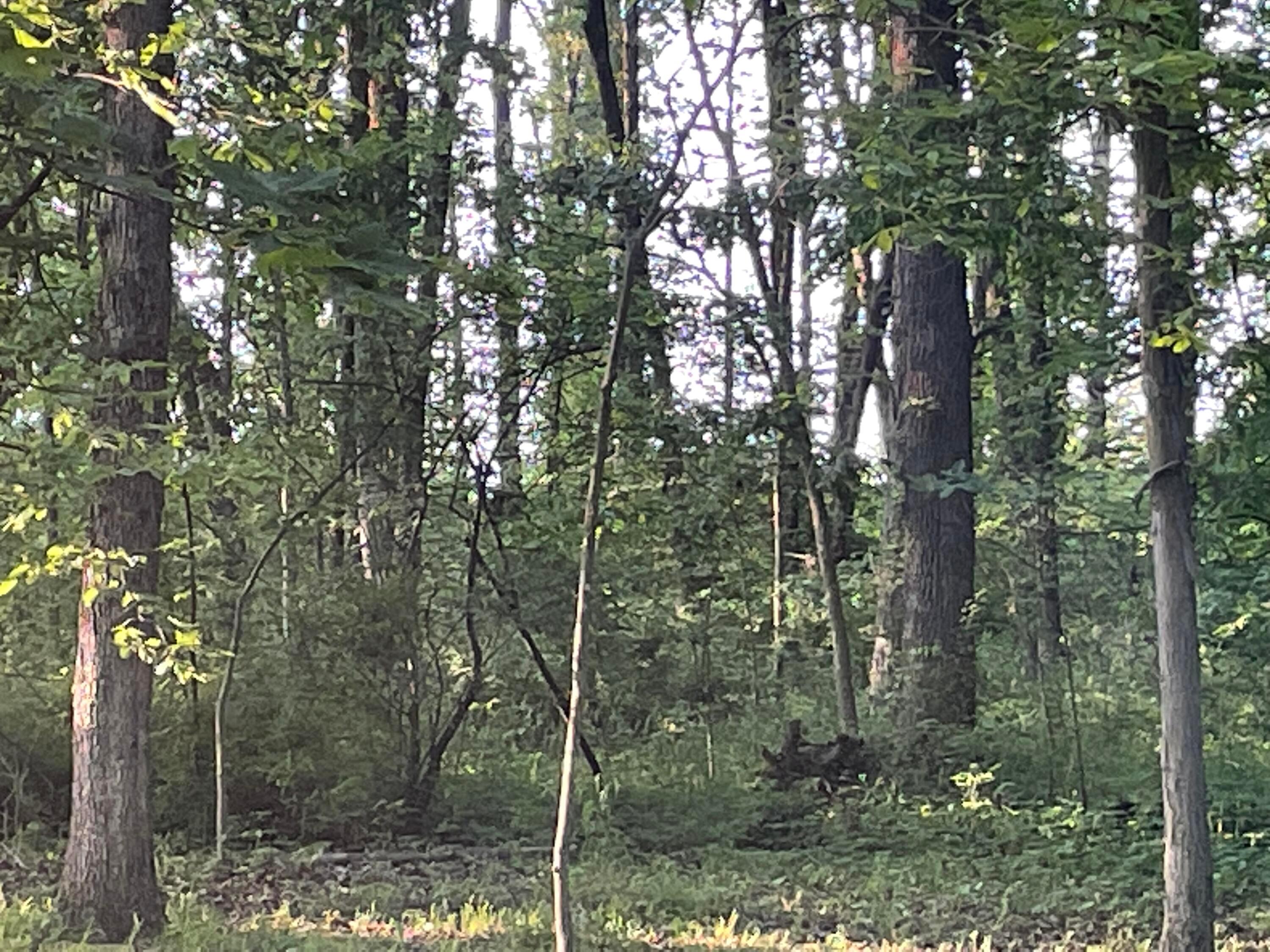 Morris Leist Road, Stoutsville, Ohio image 5