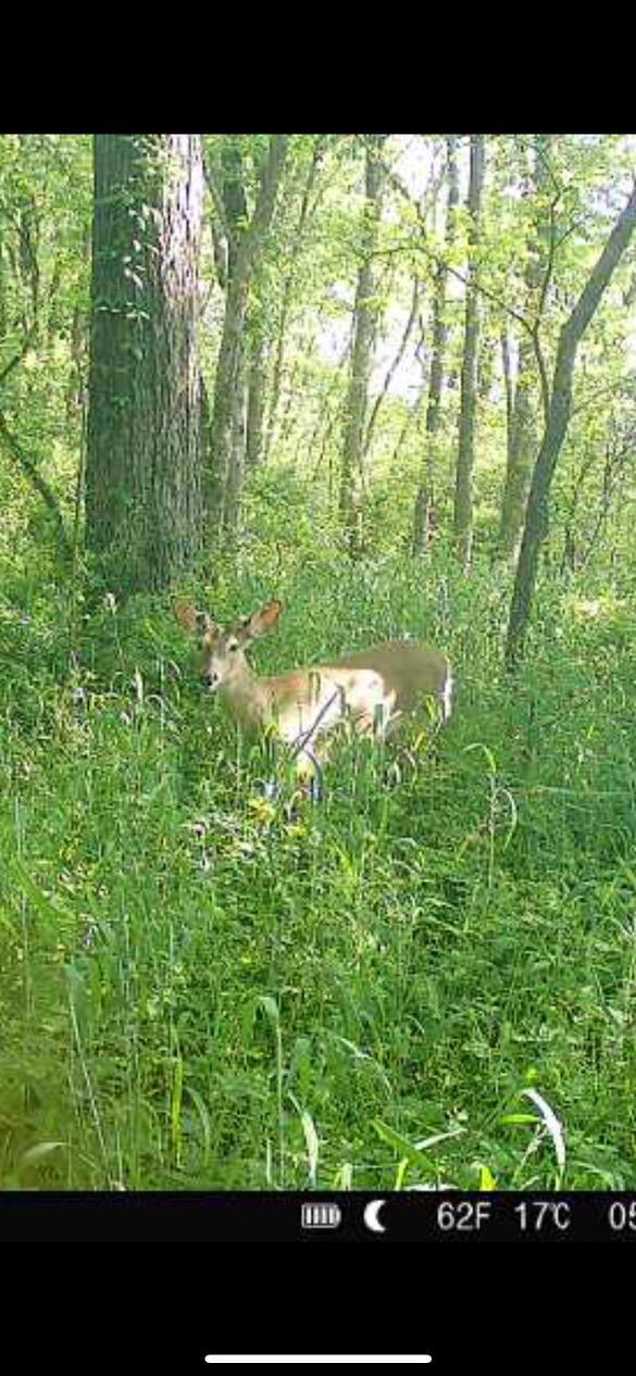 Morris Leist Road, Stoutsville, Ohio image 6