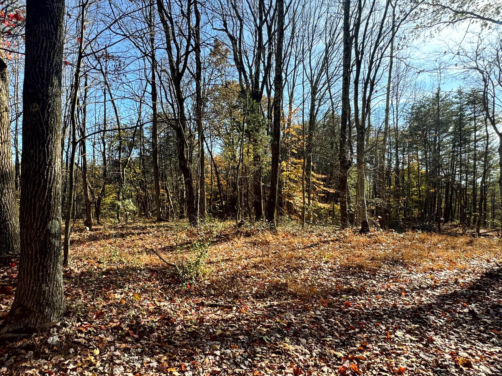 818 Campaign Poplar Road (Ponds Poplar Ridge Tract 4)