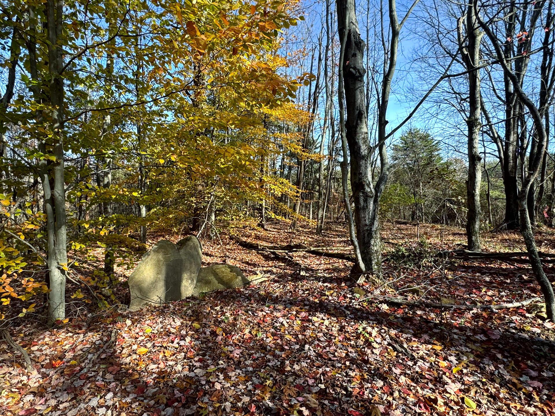 818 Campaign Poplar Road (Ponds Poplar Ridge Tract 4)