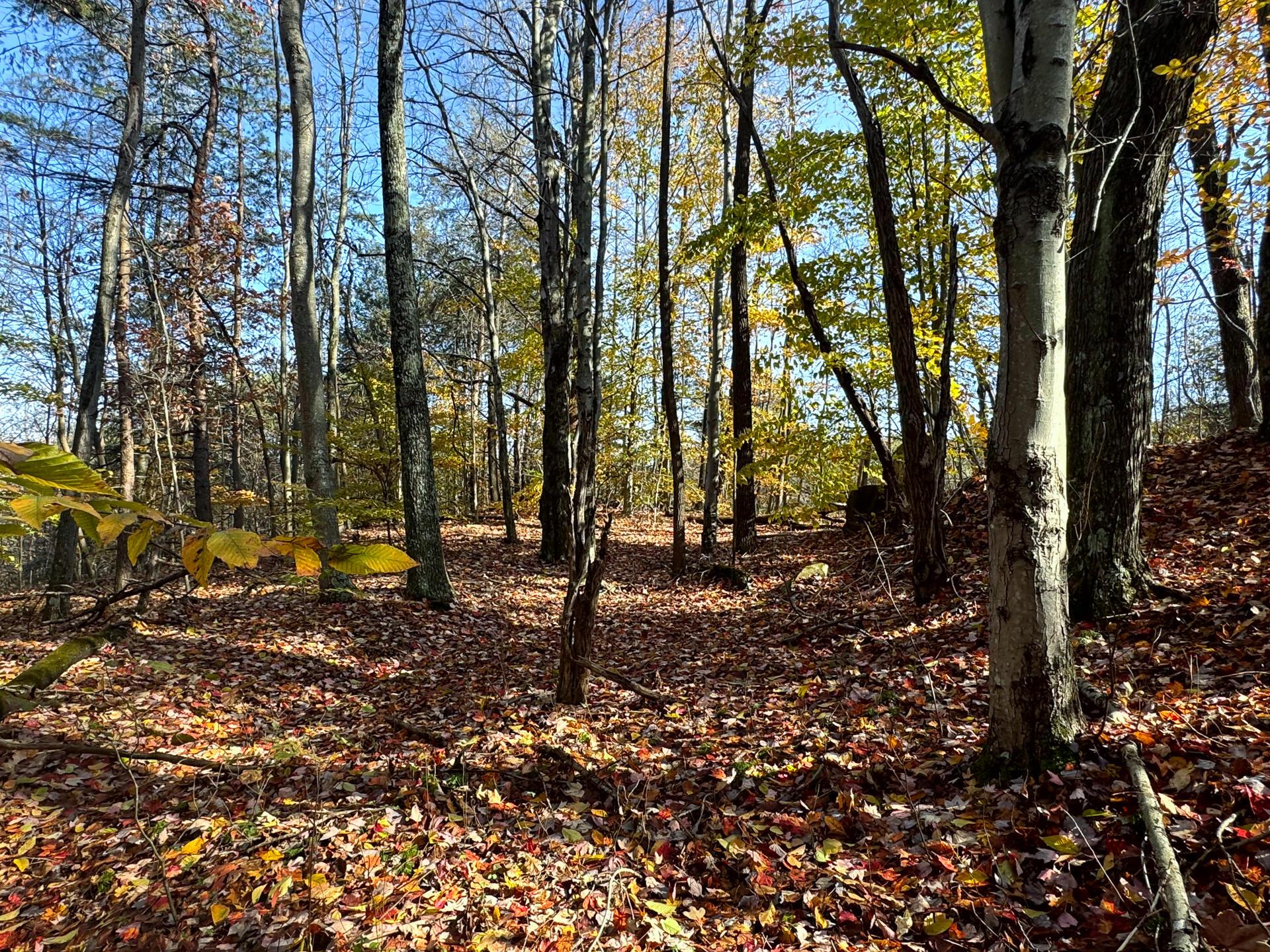 818 Campaign Poplar Road (Ponds Poplar Ridge Tract 4)