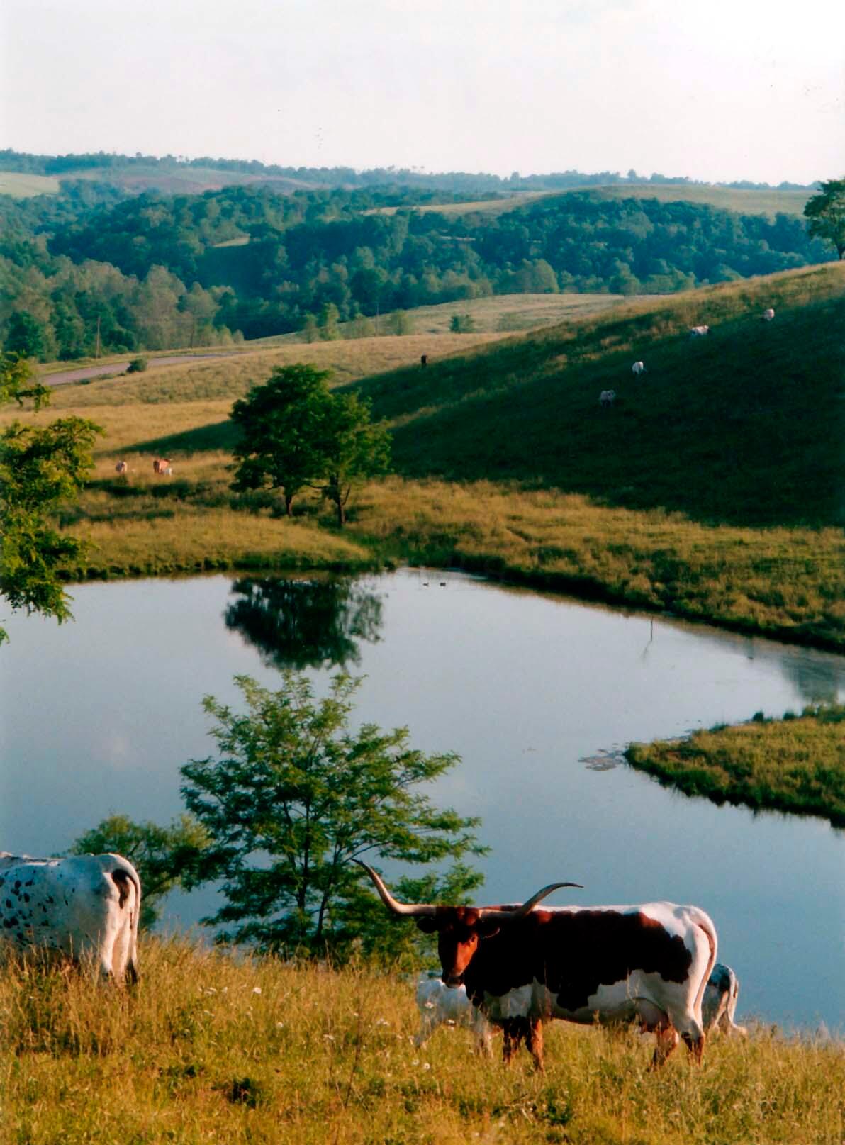 00 Cattle Drive, Barnesville, Ohio image 11