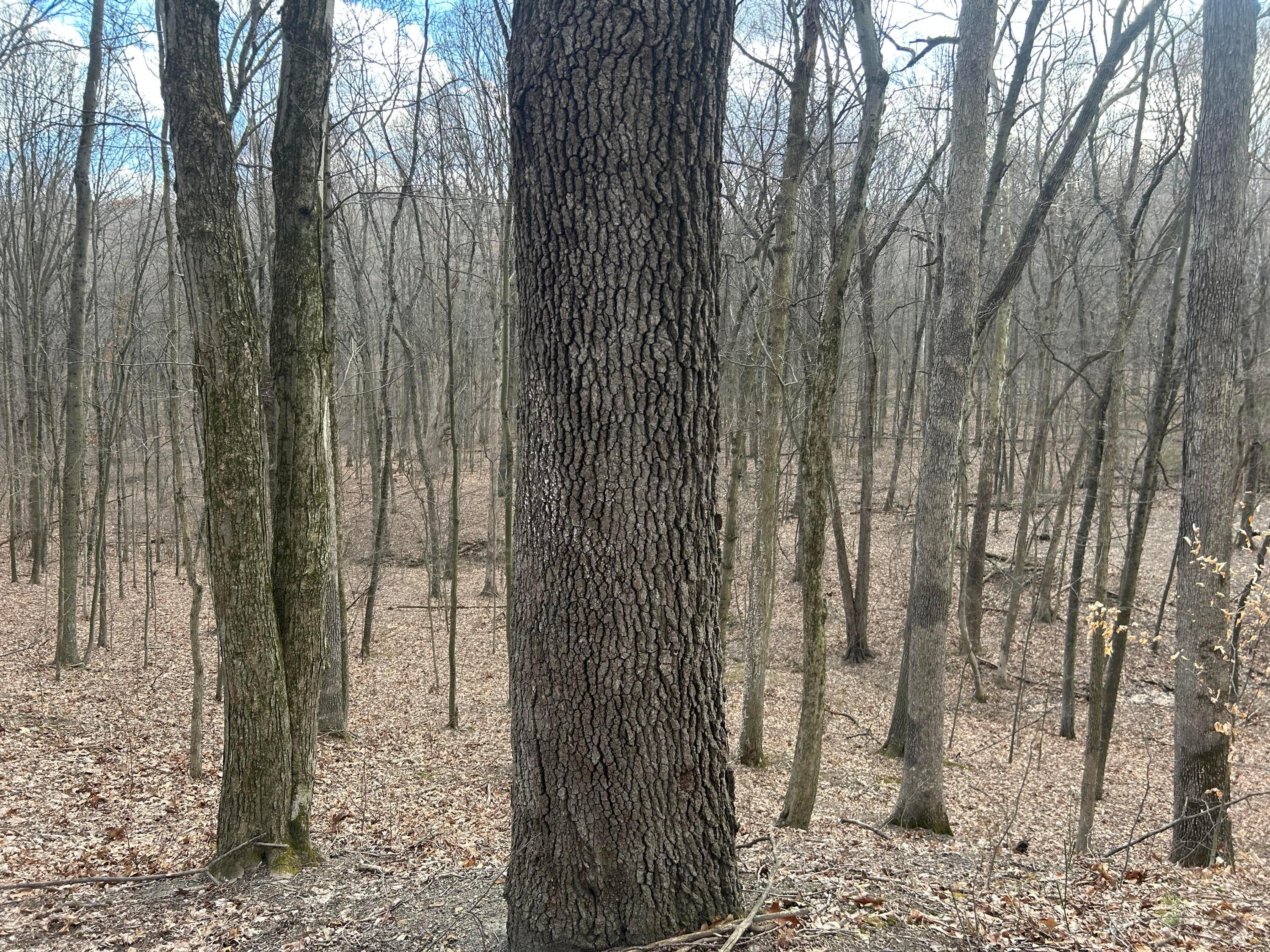 Eddyburg Road, Newark, Ohio image 1