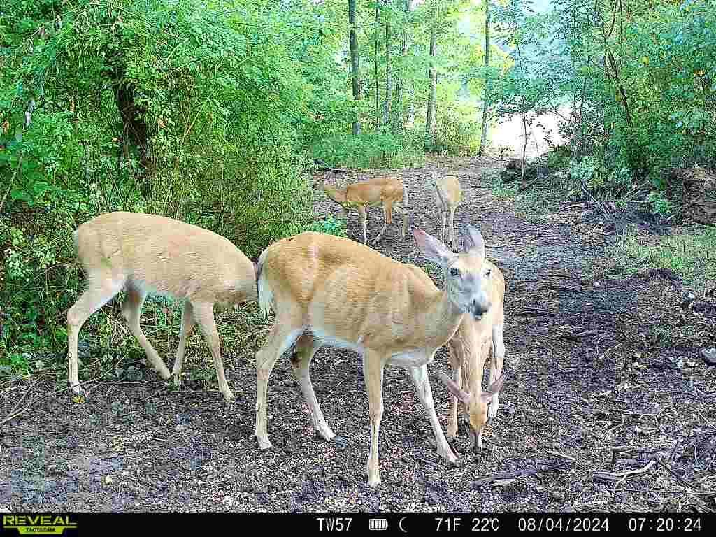 9562 Township Rd 57 #TRACT 3 AT SHERIDAN WOOD, Roseville, Ohio image 4