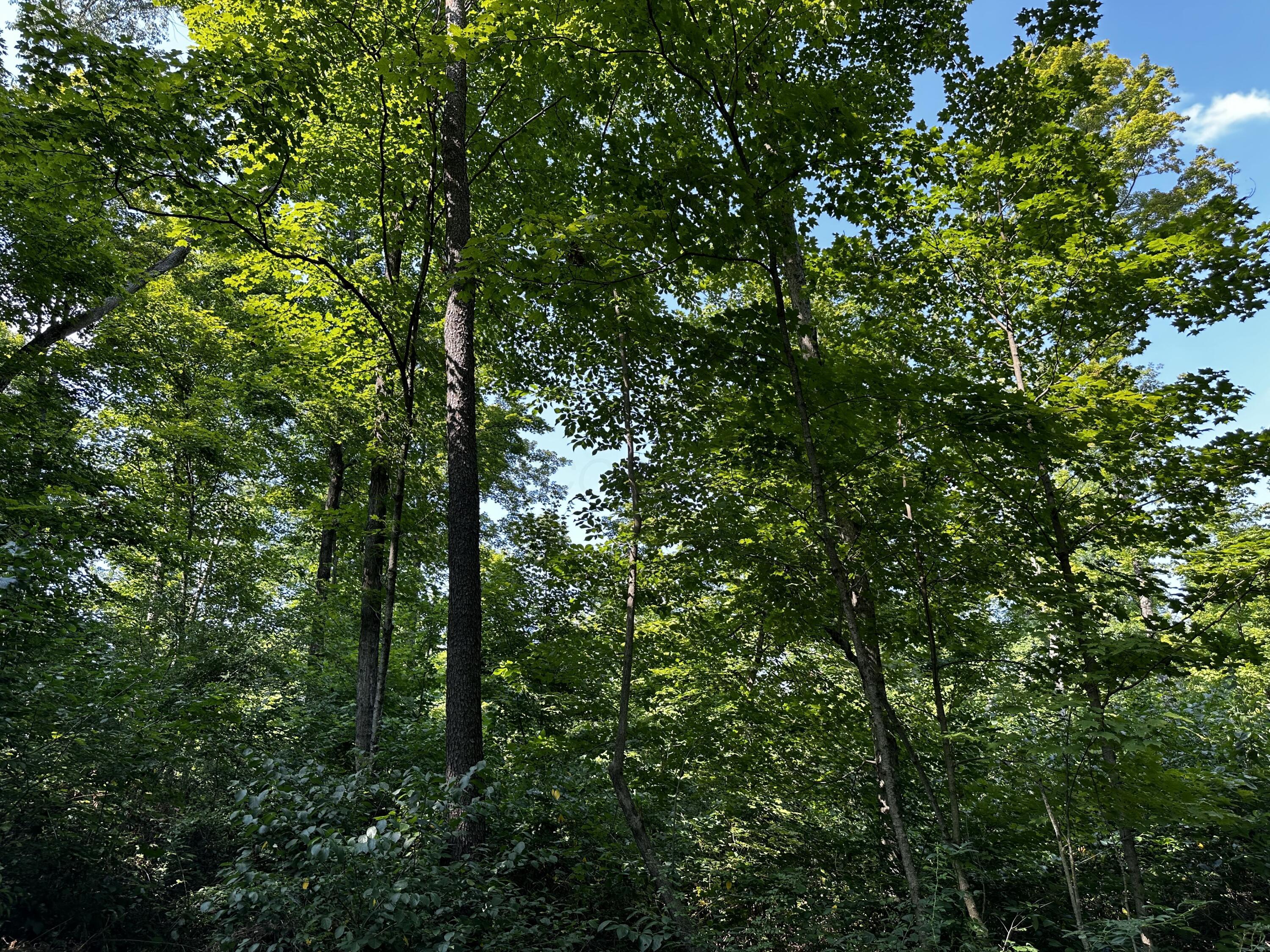 9562 Township Rd 57 #TRACT 3 AT SHERIDAN WOOD, Roseville, Ohio image 20