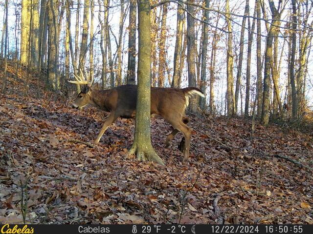E Fork Road, Laurelville, Ohio image 11