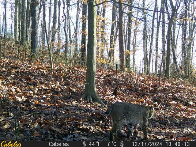 E Fork Road, Laurelville, Ohio image 9