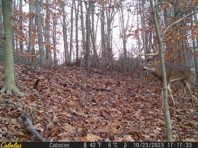 E Fork Road, Laurelville, Ohio image 4