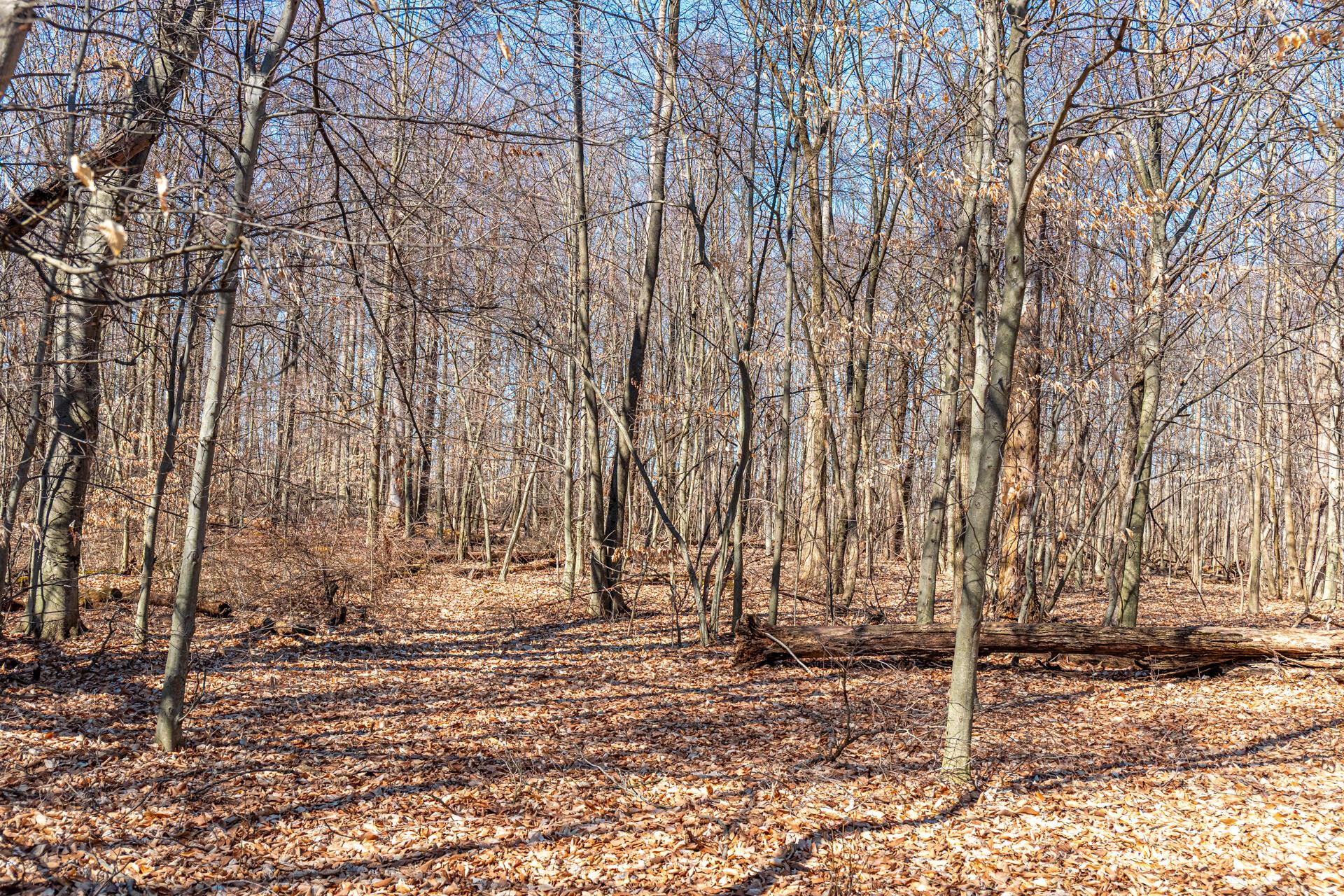 6340 Us Highway 42, Mount Gilead, Ohio image 14