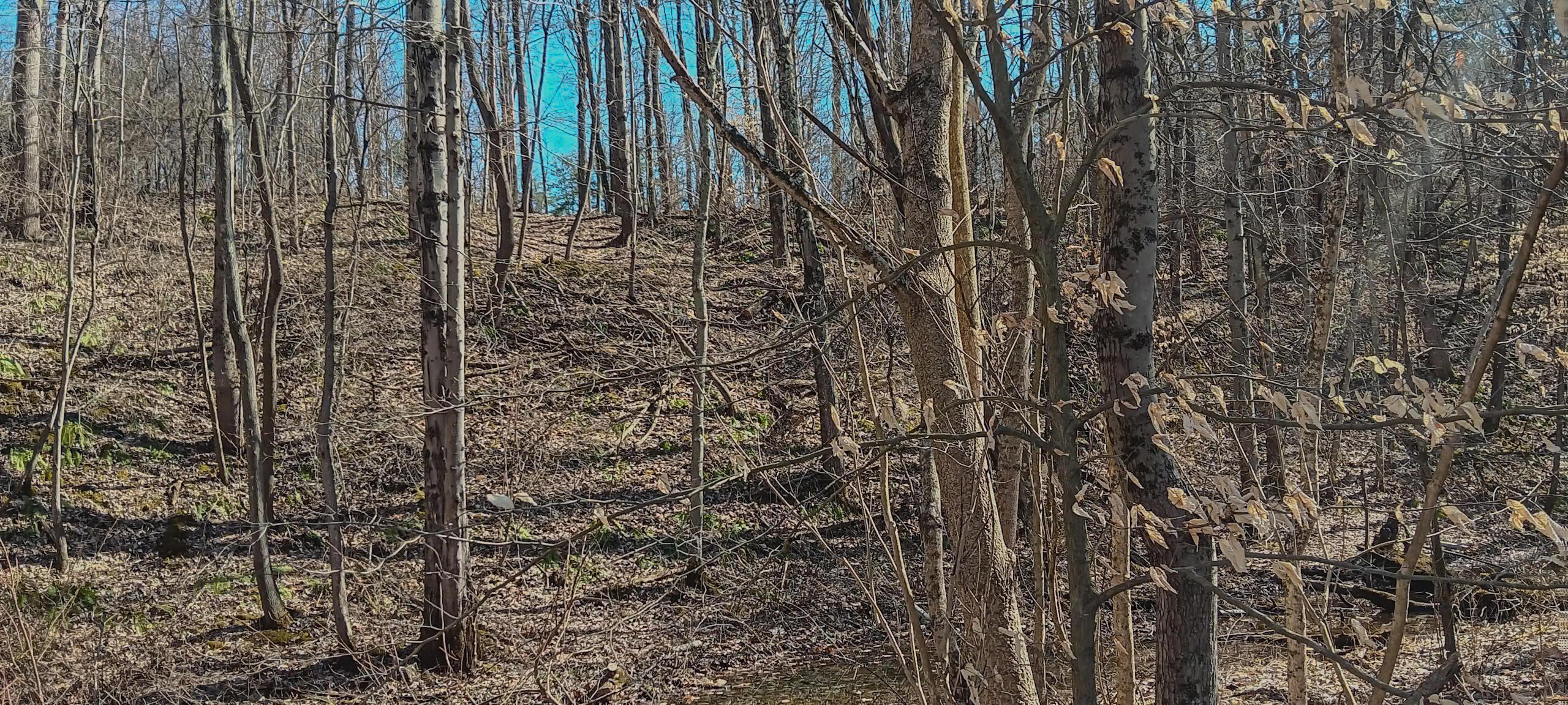 2811 Township Road 128 #TURKEY RUN TRACT 2, New Lexington, Ohio image 22