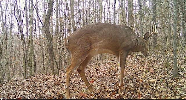 Deer Creek Road, Vinton, Ohio image 14