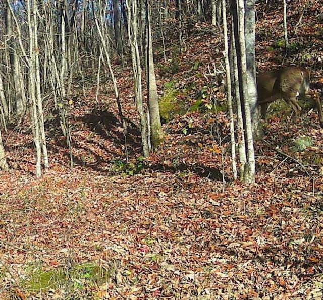 Deer Creek Road, Vinton, Ohio image 4