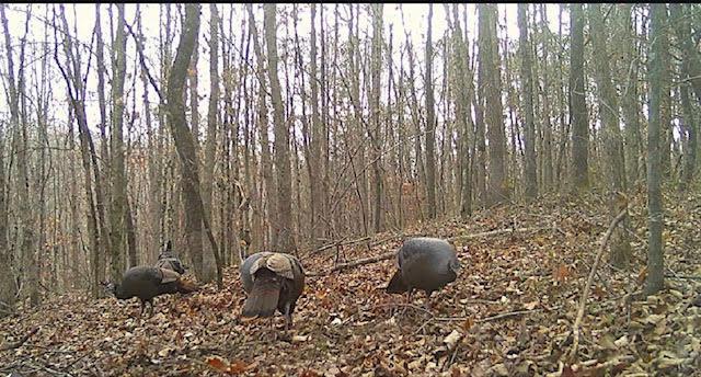 Deer Creek Road, Vinton, Ohio image 11