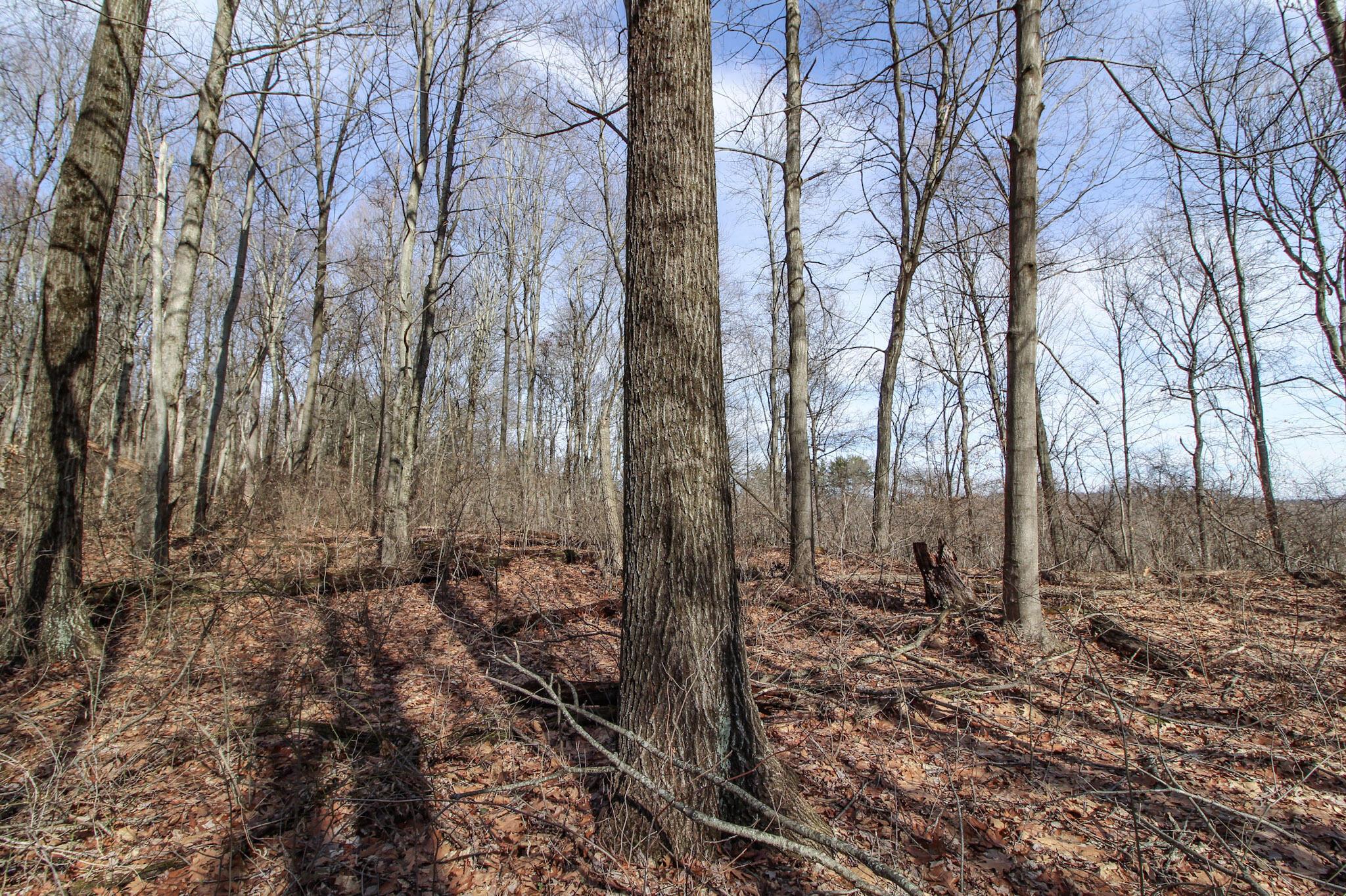 Sugar Run Road, Marietta, Ohio image 27