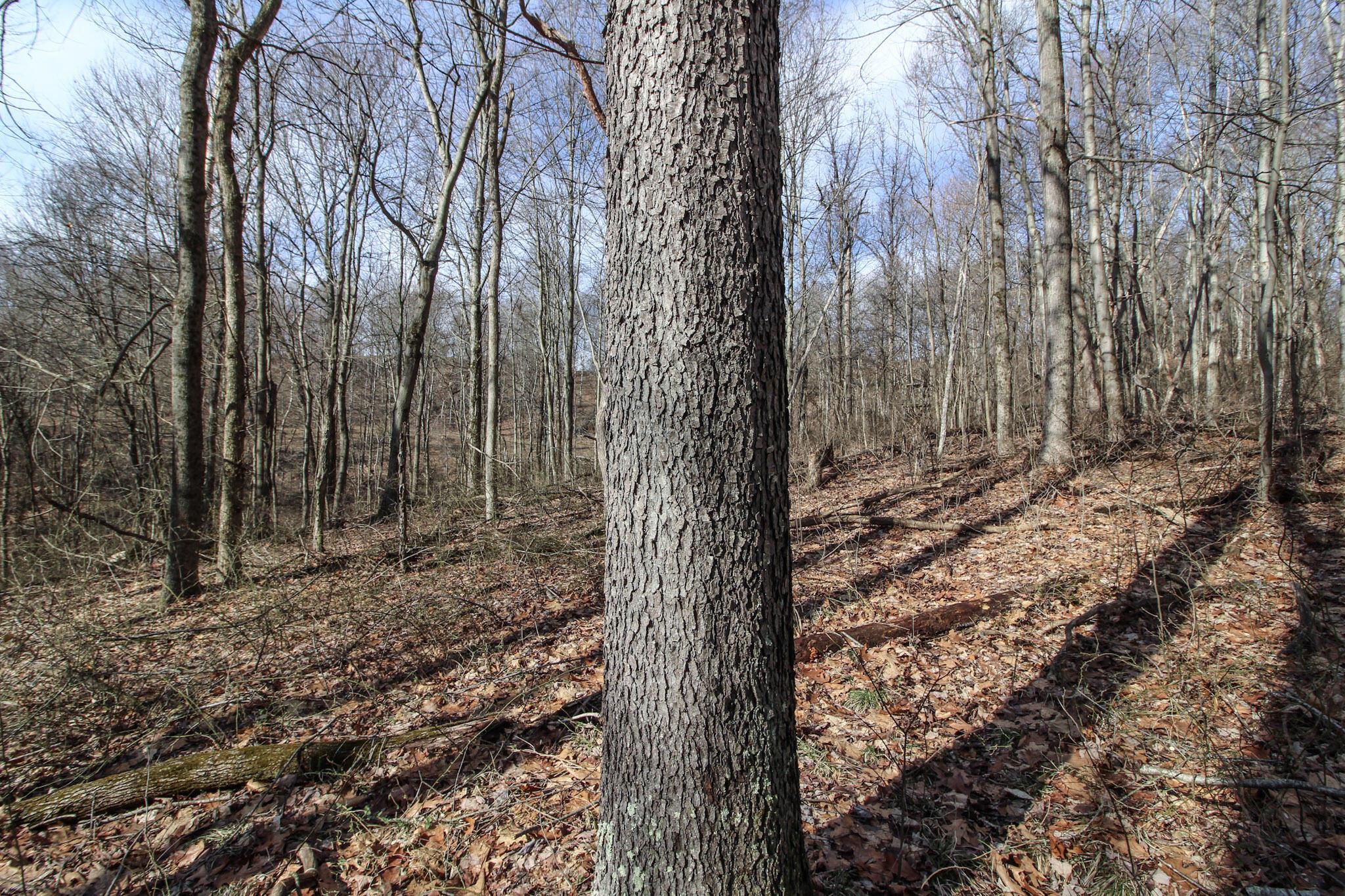 Sugar Run Road, Marietta, Ohio image 26