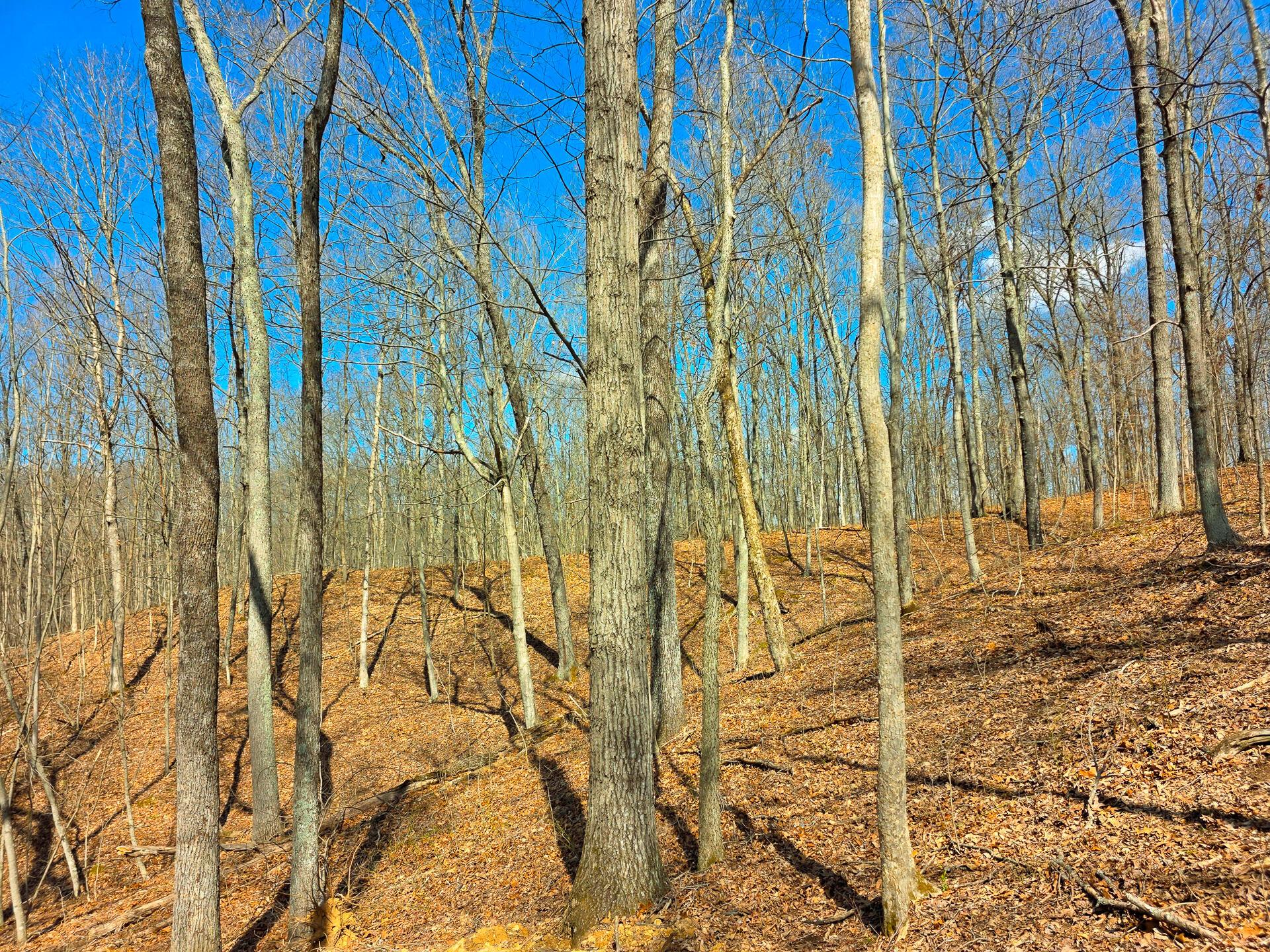 Edmunson Road #TRACT 7 AT BIG TIMBER, Vinton, Ohio image 24