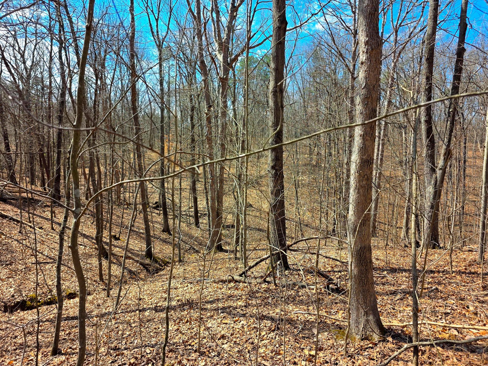 Edmunson Road #TRACT 7 AT BIG TIMBER, Vinton, Ohio image 30