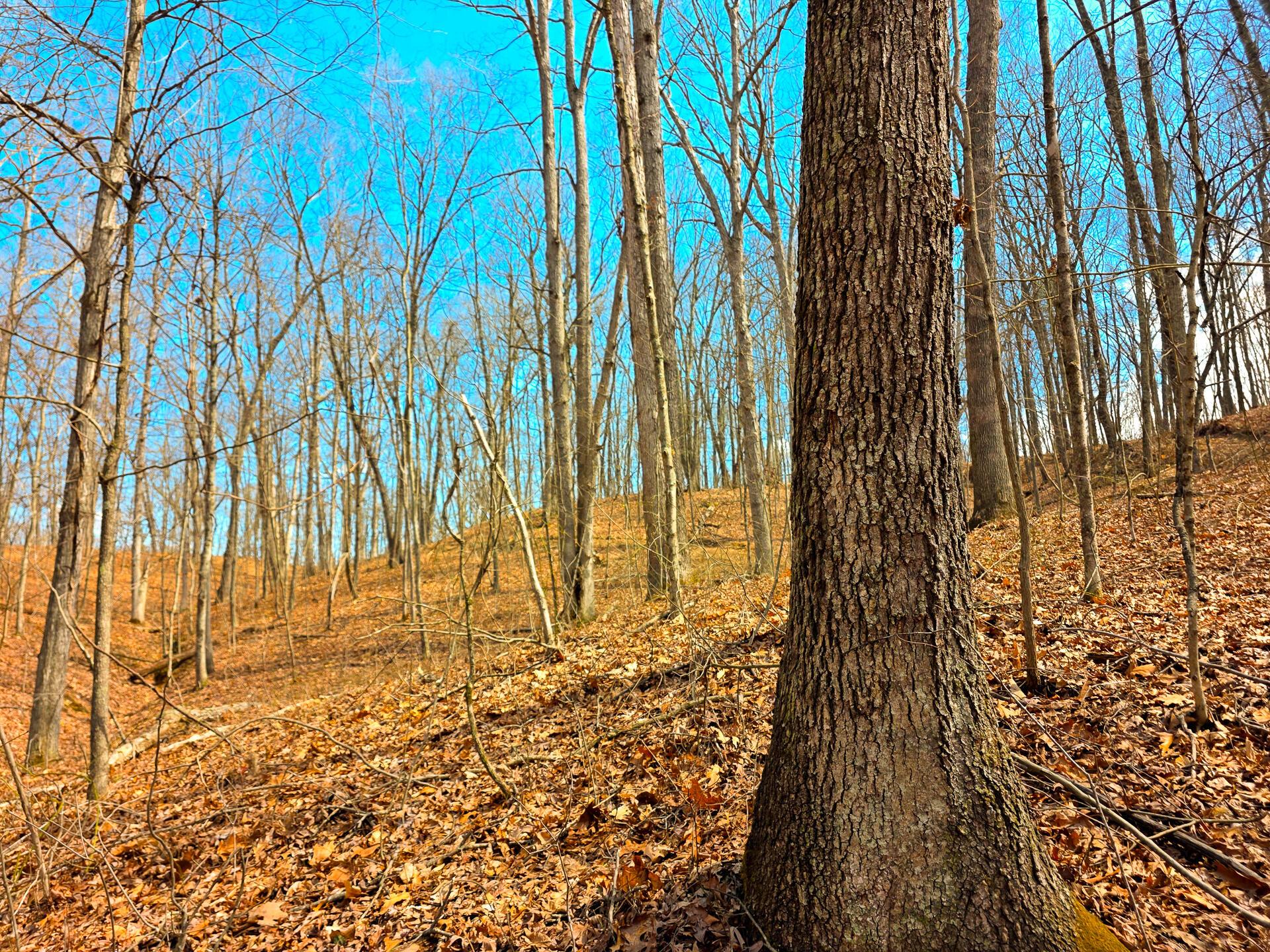 Edmunson Road #TRACT 7 AT BIG TIMBER, Vinton, Ohio image 42