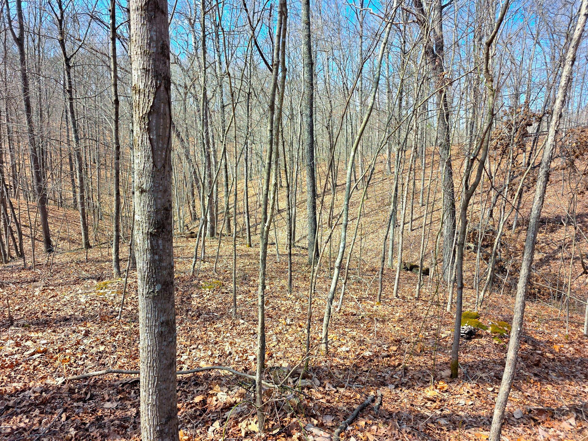 Edmunson Road #TRACT 7 AT BIG TIMBER, Vinton, Ohio image 40