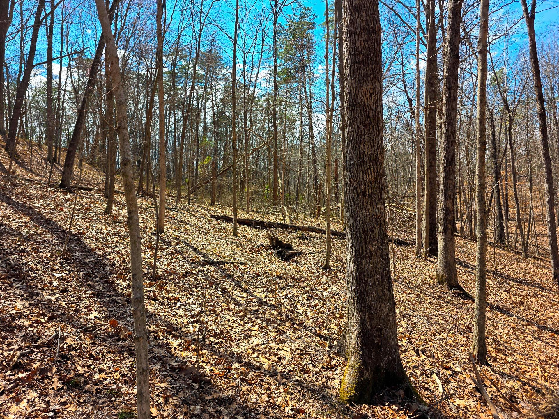 Edmunson Road #TRACT 7 AT BIG TIMBER, Vinton, Ohio image 28