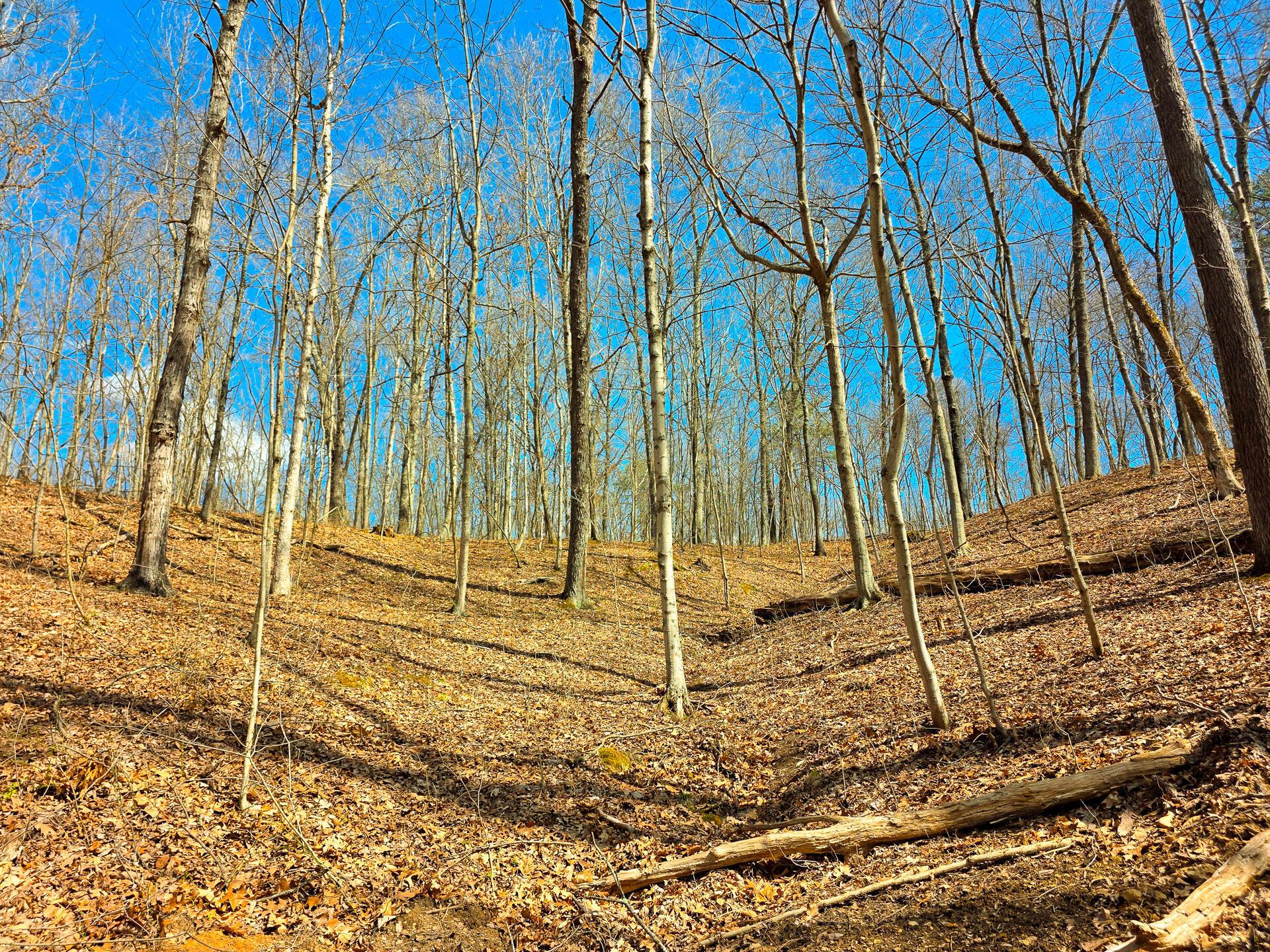 Edmunson Road #TRACT 7 AT BIG TIMBER, Vinton, Ohio image 29